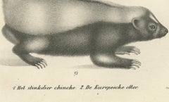 19th-Century Lithograph of a Skunk and European Otter in Exquisite Detail