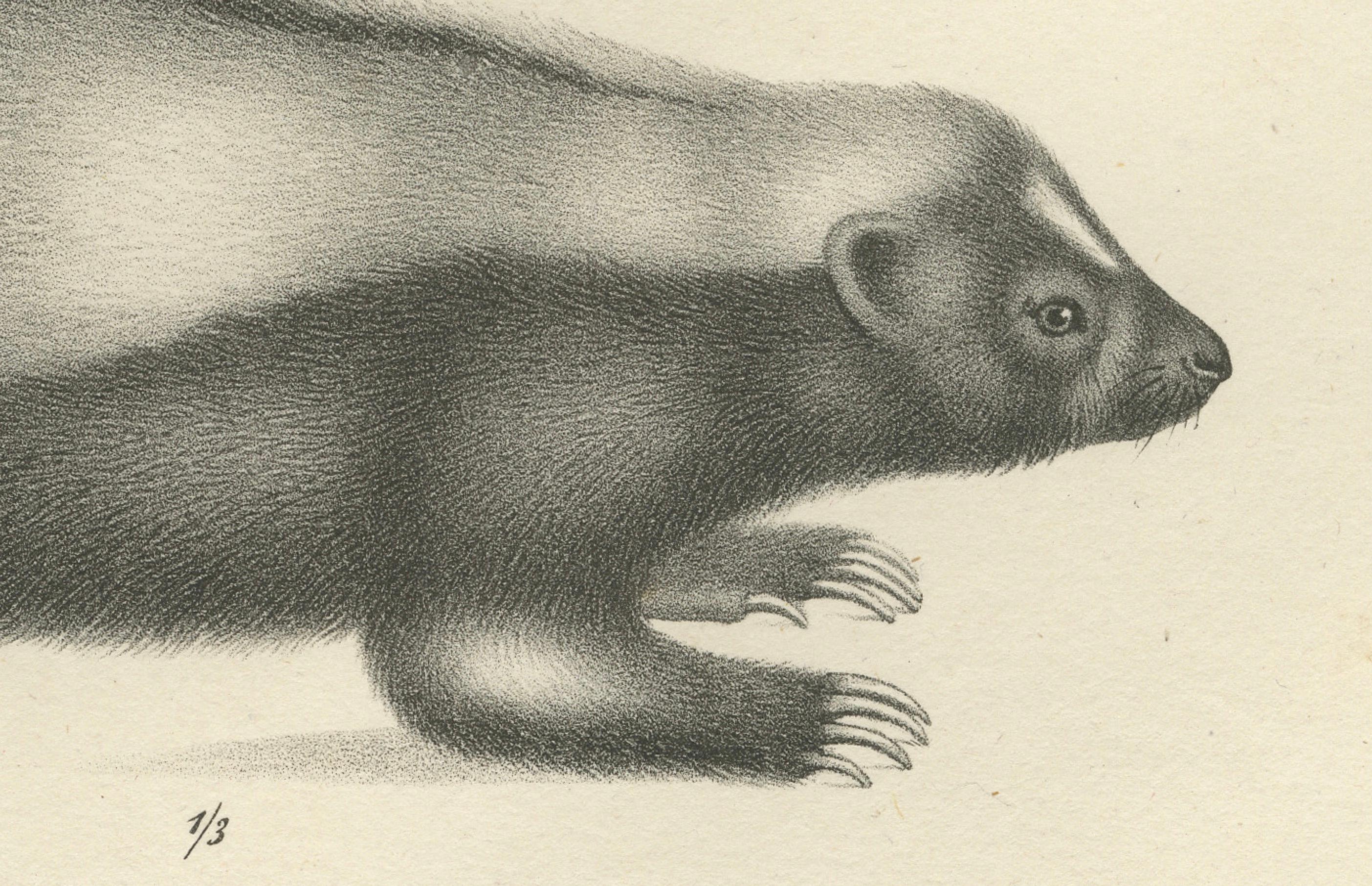 Gravé Lithographie du XIXe siècle représentant un putois et une loutre d'Europe avec des détails exquis en vente