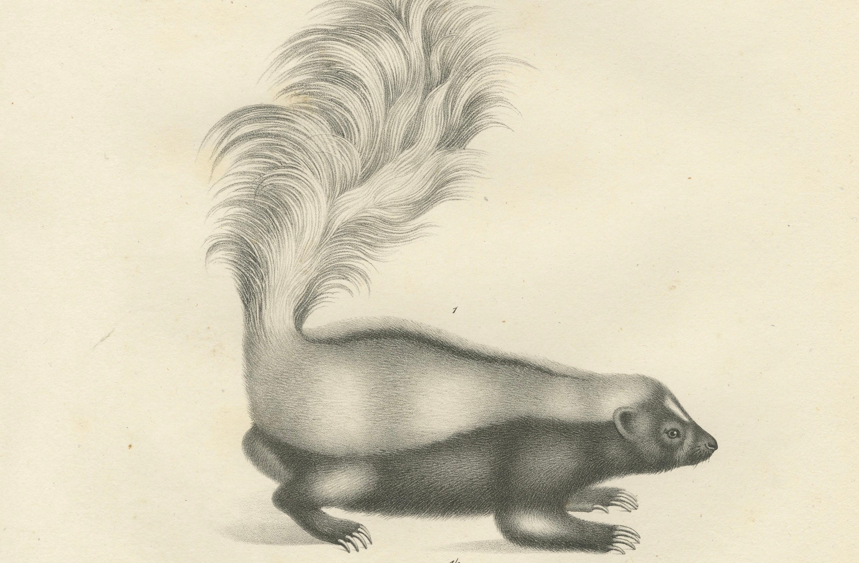 Lithographie du XIXe siècle représentant un putois et une loutre d'Europe avec des détails exquis Bon état - En vente à Langweer, NL