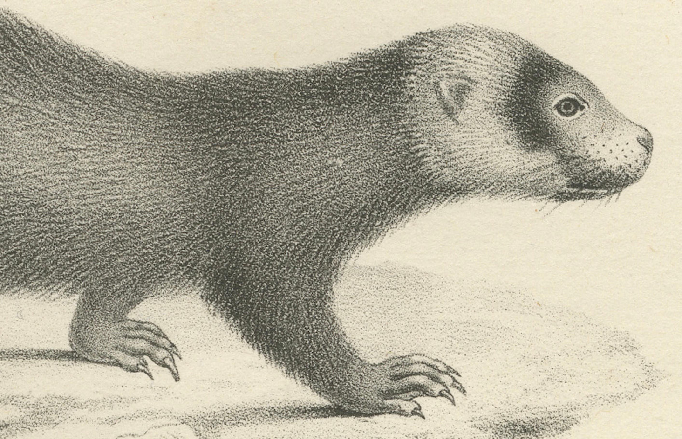 Milieu du XIXe siècle Lithographie du XIXe siècle représentant un putois et une loutre d'Europe avec des détails exquis en vente