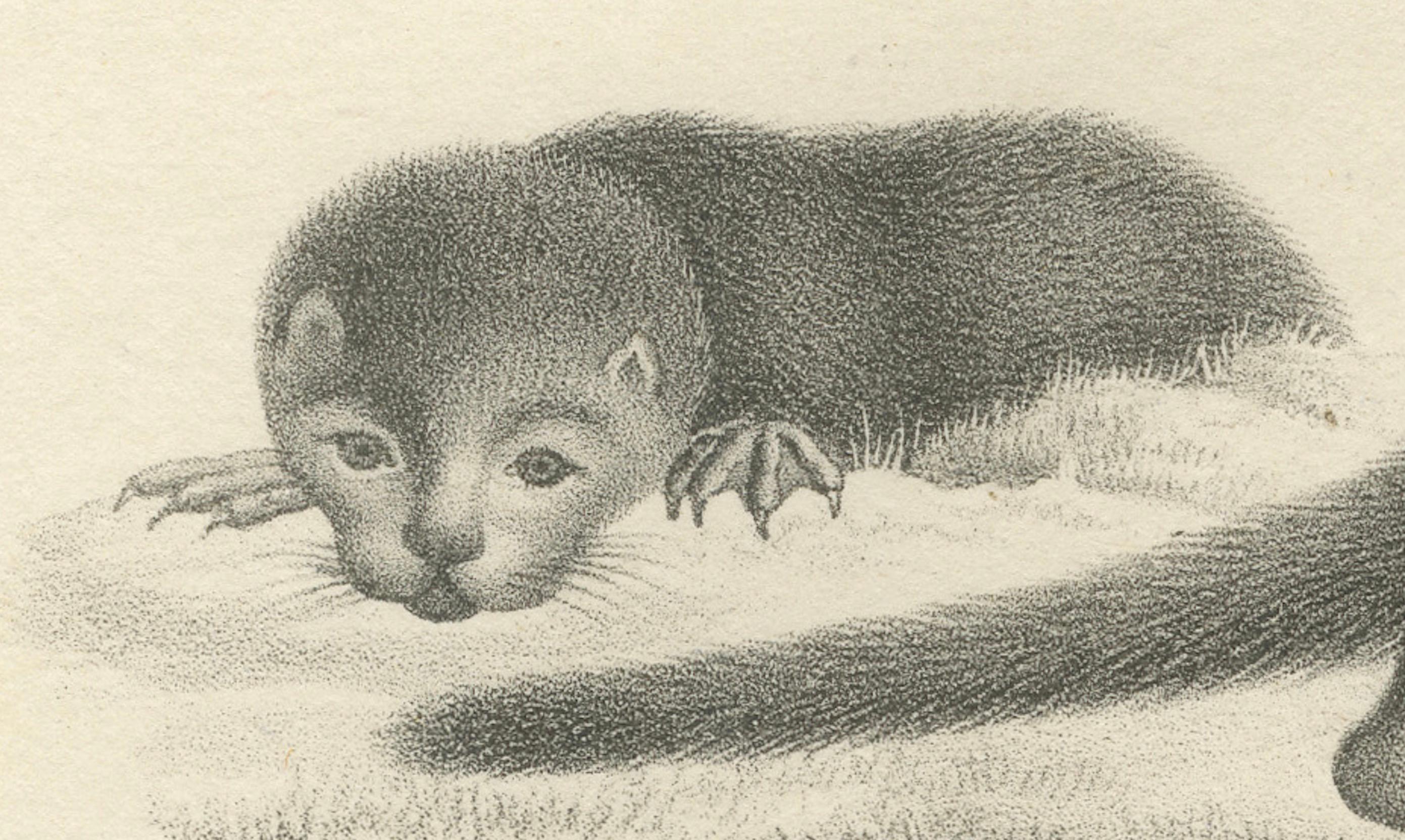 Papier Lithographie du XIXe siècle représentant un putois et une loutre d'Europe avec des détails exquis en vente