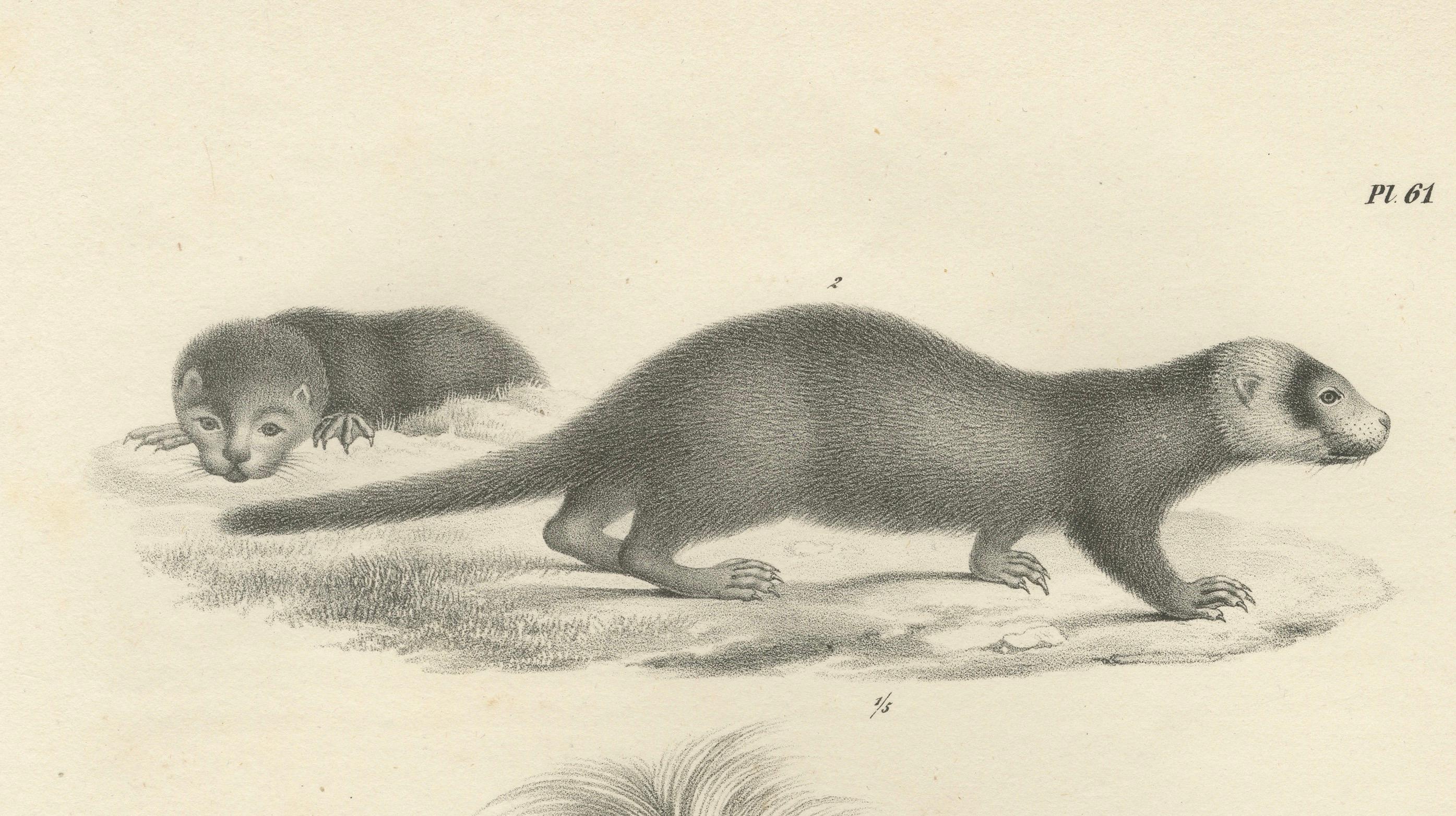 Lithographie du XIXe siècle représentant un putois et une loutre d'Europe avec des détails exquis en vente 1