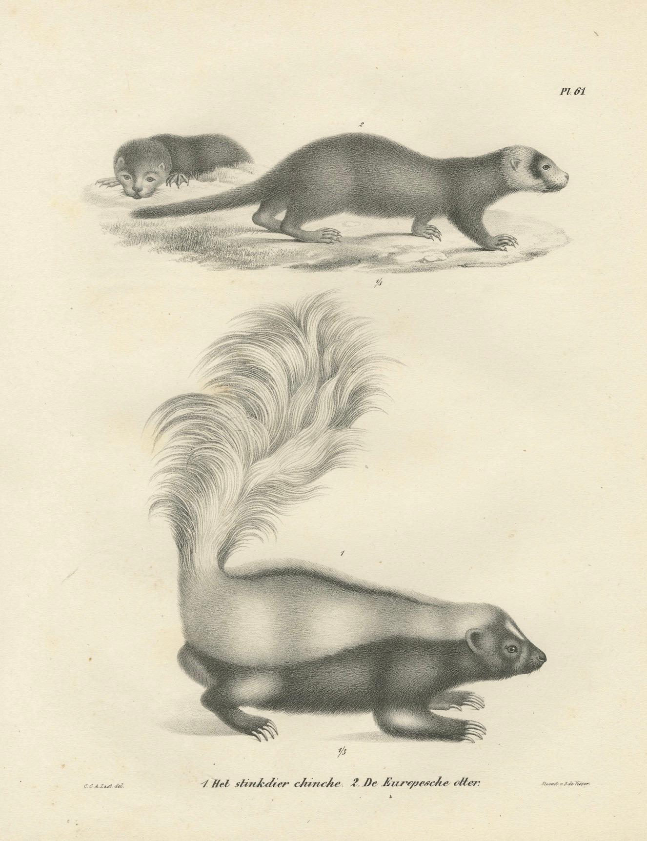 Lithographie du XIXe siècle représentant un putois et une loutre d'Europe avec des détails exquis en vente 2