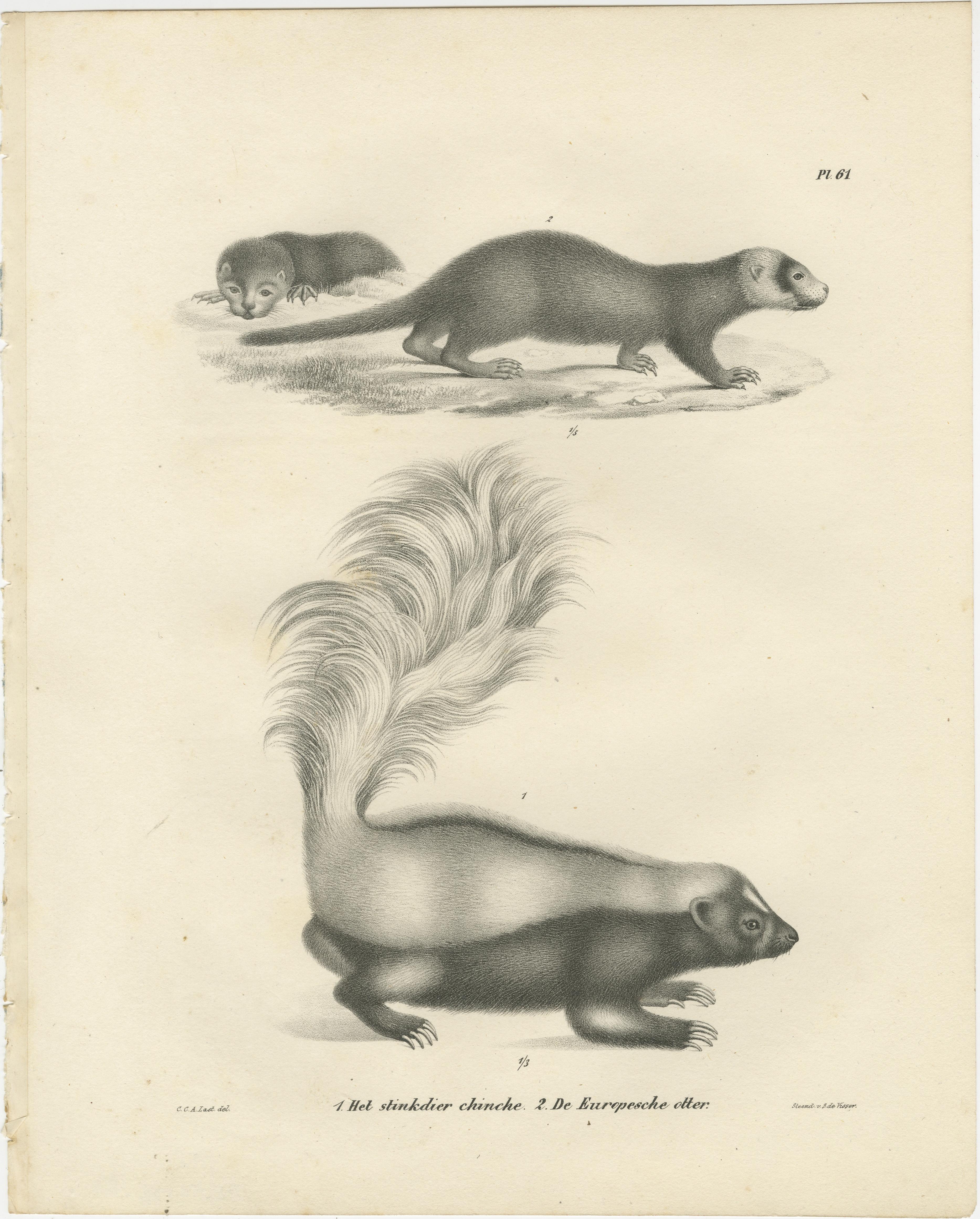 Lithographie du XIXe siècle représentant un putois et une loutre d'Europe avec des détails exquis en vente 3