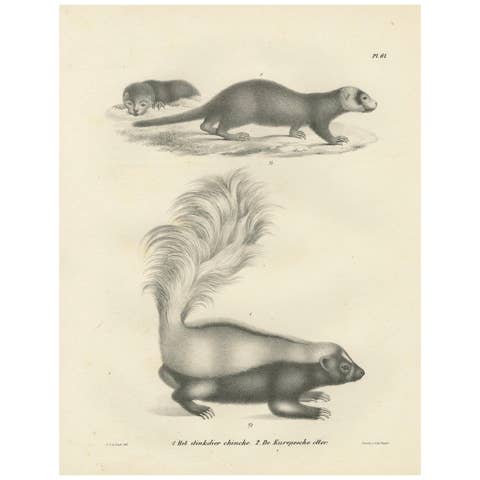19th-Century Lithograph of a Skunk and European Otter in Exquisite Detail