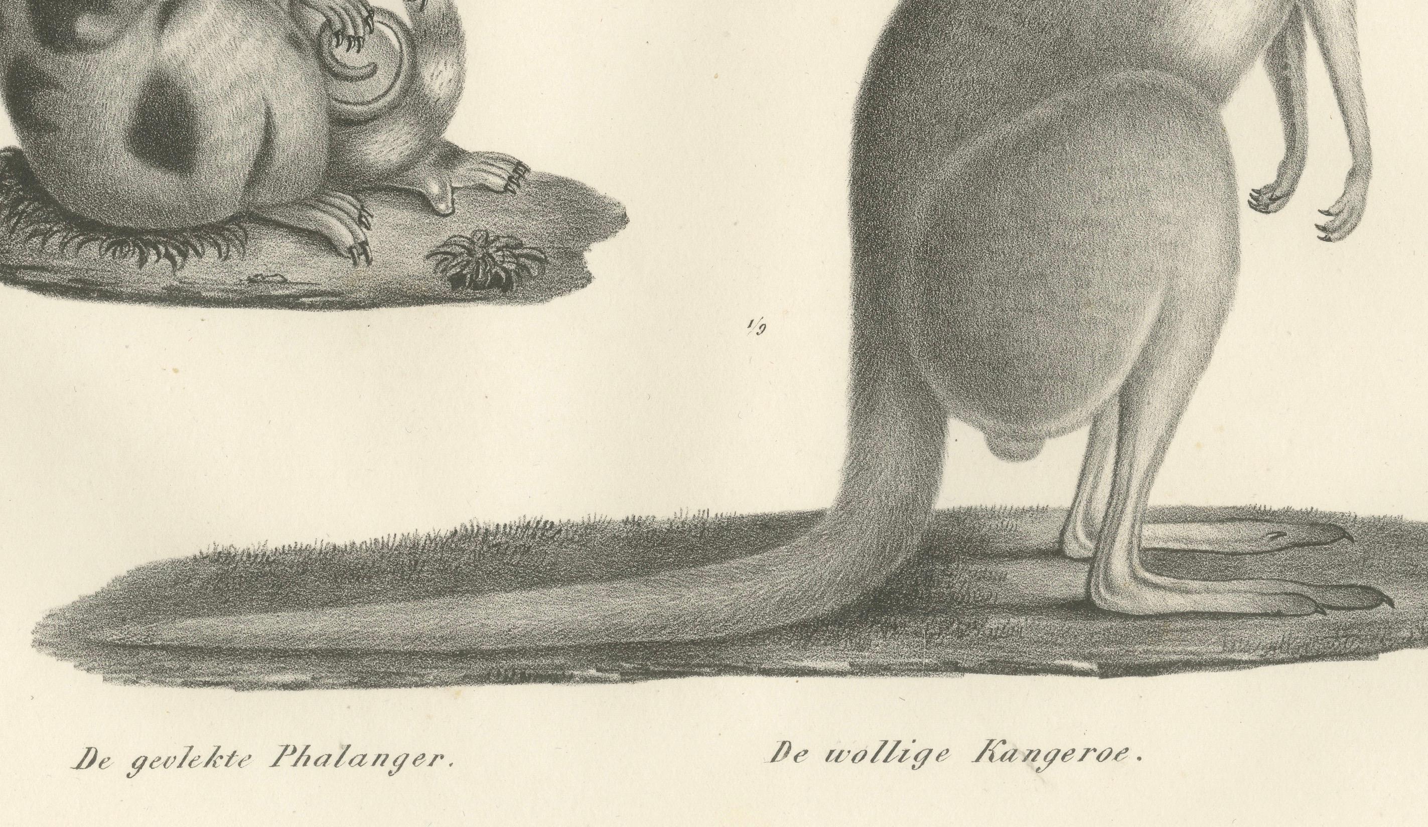 Lithographie du 19e siècle représentant un phalanger tacheté et un kangourou laineux d'Australie  

Description :  Cette étonnante lithographie du XIXe siècle présente deux fascinants marsupiaux originaires d'Australie et des régions avoisinantes.
