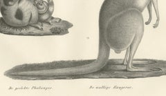 19th-Century Lithograph of a Spotted Phalanger and Woolly Kangaroo of Australia