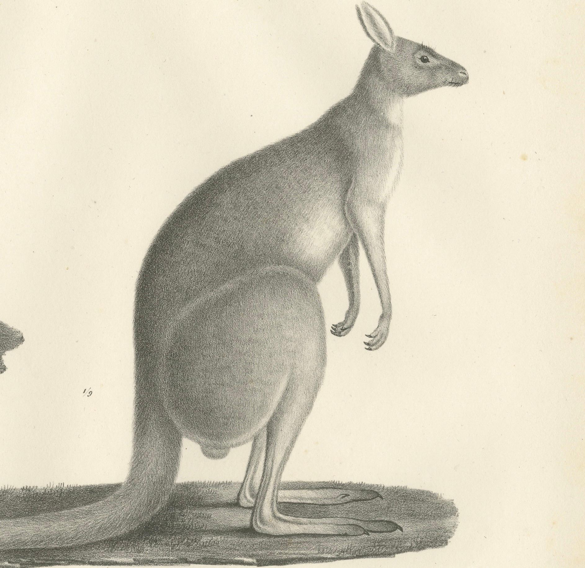 Gravé Lithographie du 19e siècle représentant un phalanger tacheté et un kangourou laineux d'Australie en vente