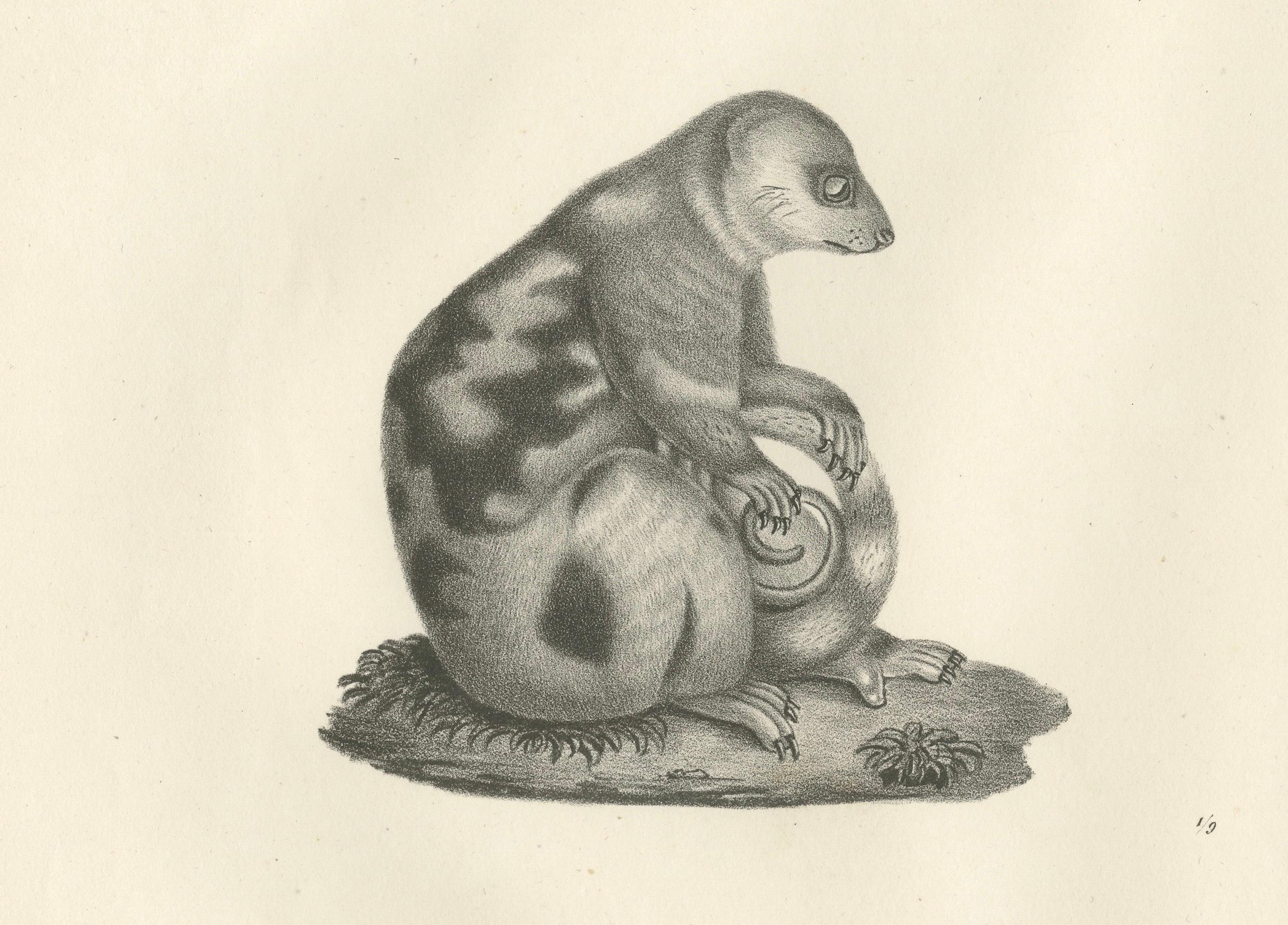 Lithographie du 19e siècle représentant un phalanger tacheté et un kangourou laineux d'Australie Bon état - En vente à Langweer, NL