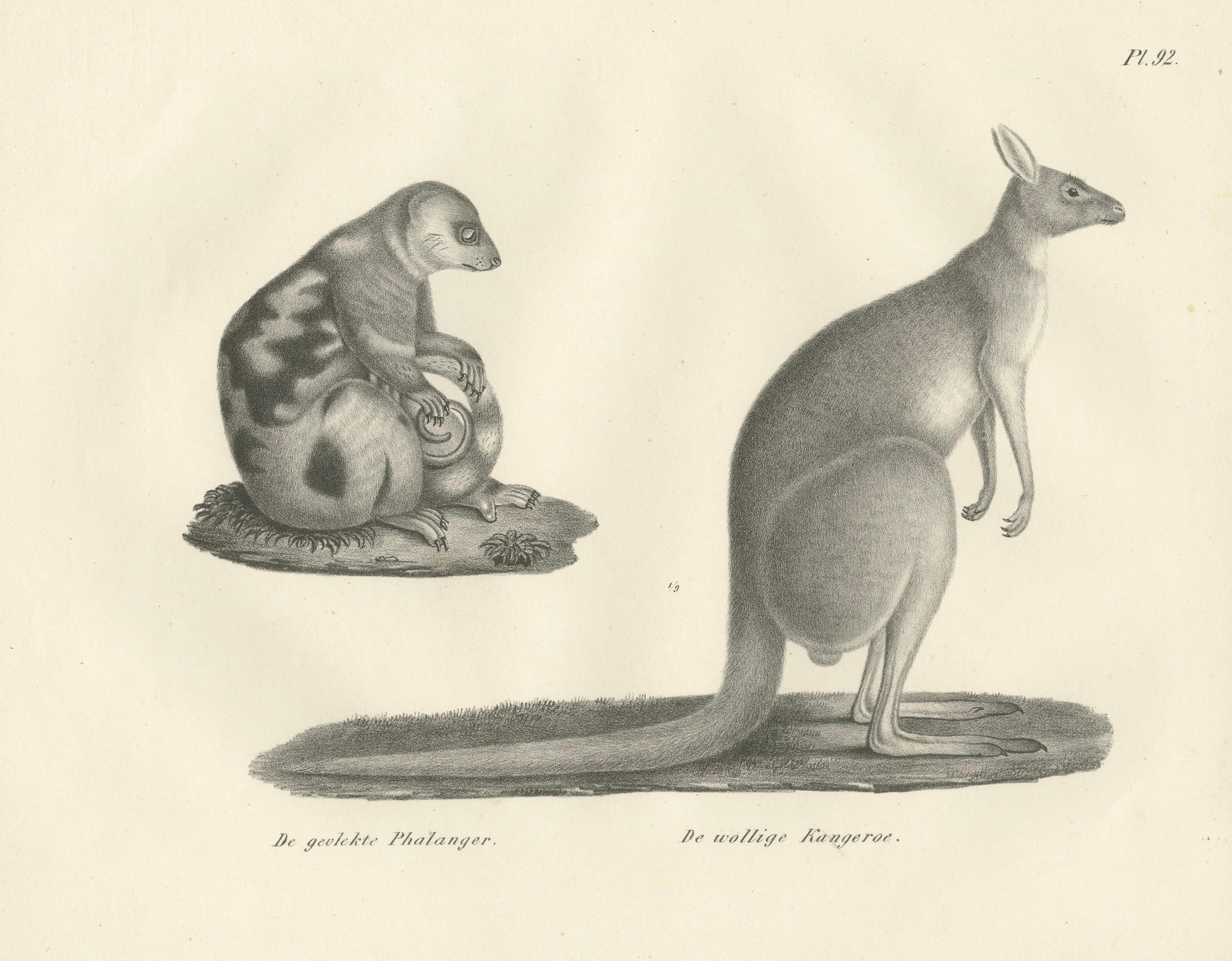 Milieu du XIXe siècle Lithographie du 19e siècle représentant un phalanger tacheté et un kangourou laineux d'Australie en vente