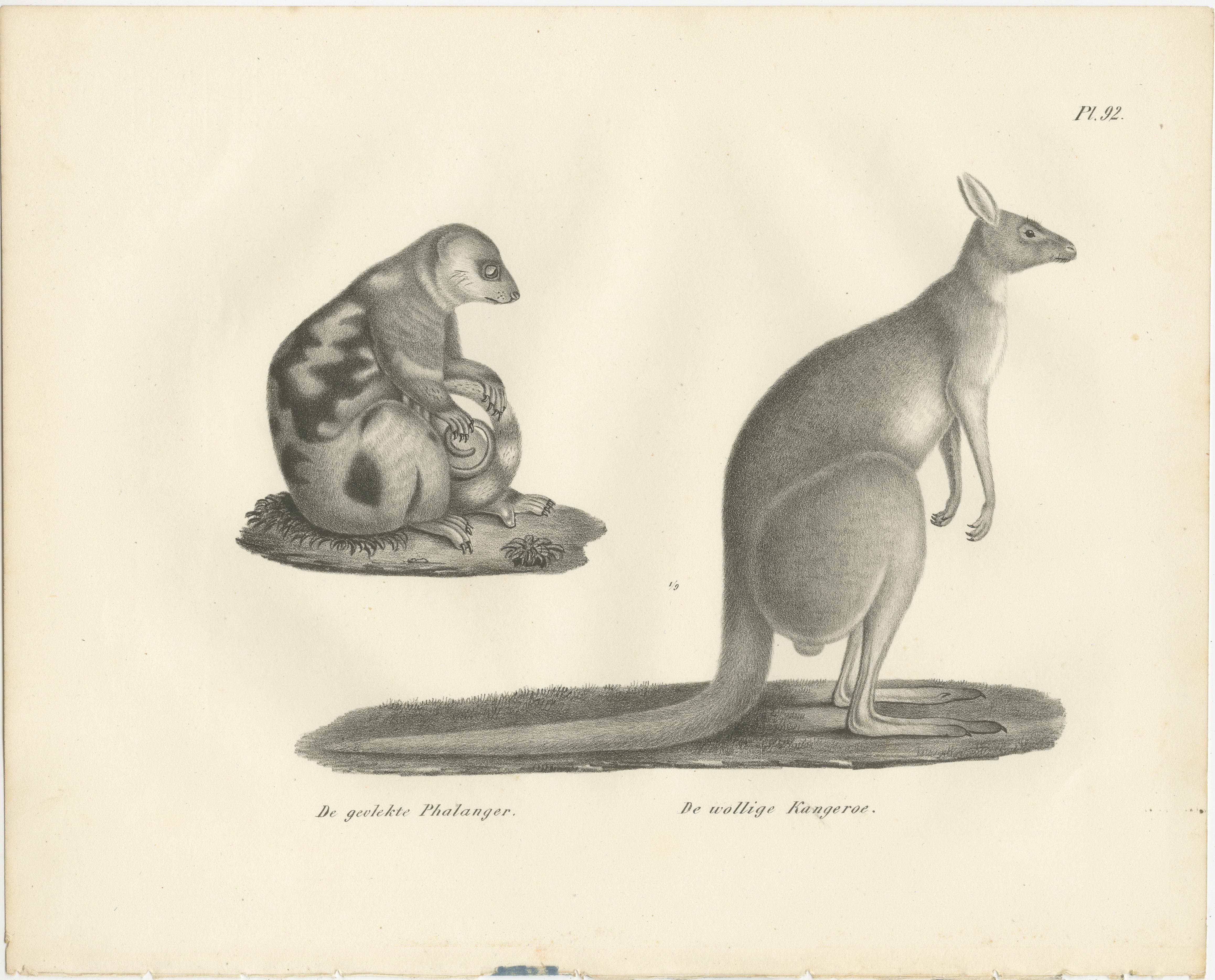 Papier Lithographie du 19e siècle représentant un phalanger tacheté et un kangourou laineux d'Australie en vente