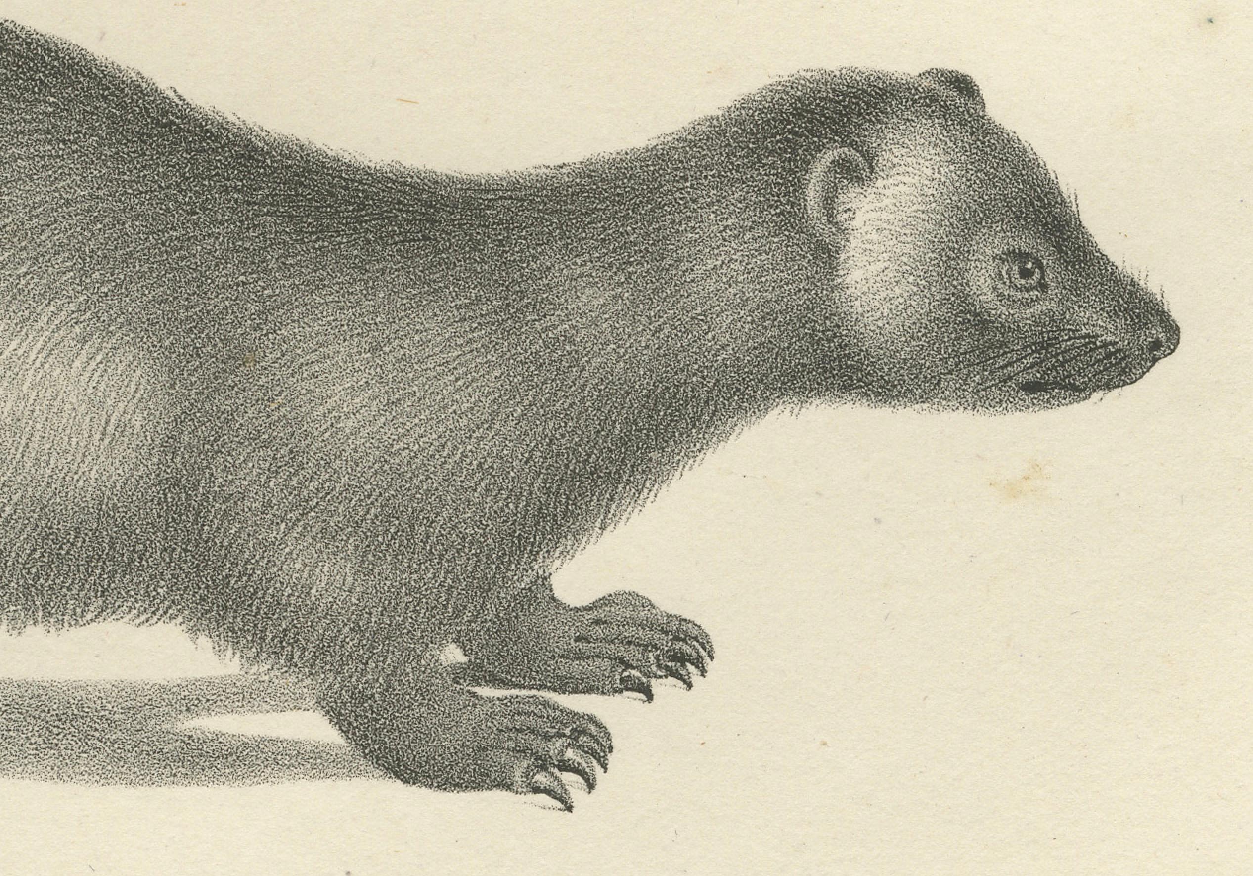 Lithographie du XIXe siècle représentant un pécari à collier, une mouffette javanaise et un carcajou nordique  

Cette lithographie détaillée du XIXe siècle représente trois mammifères distincts : le pécari à collier (De varkenbeer met den