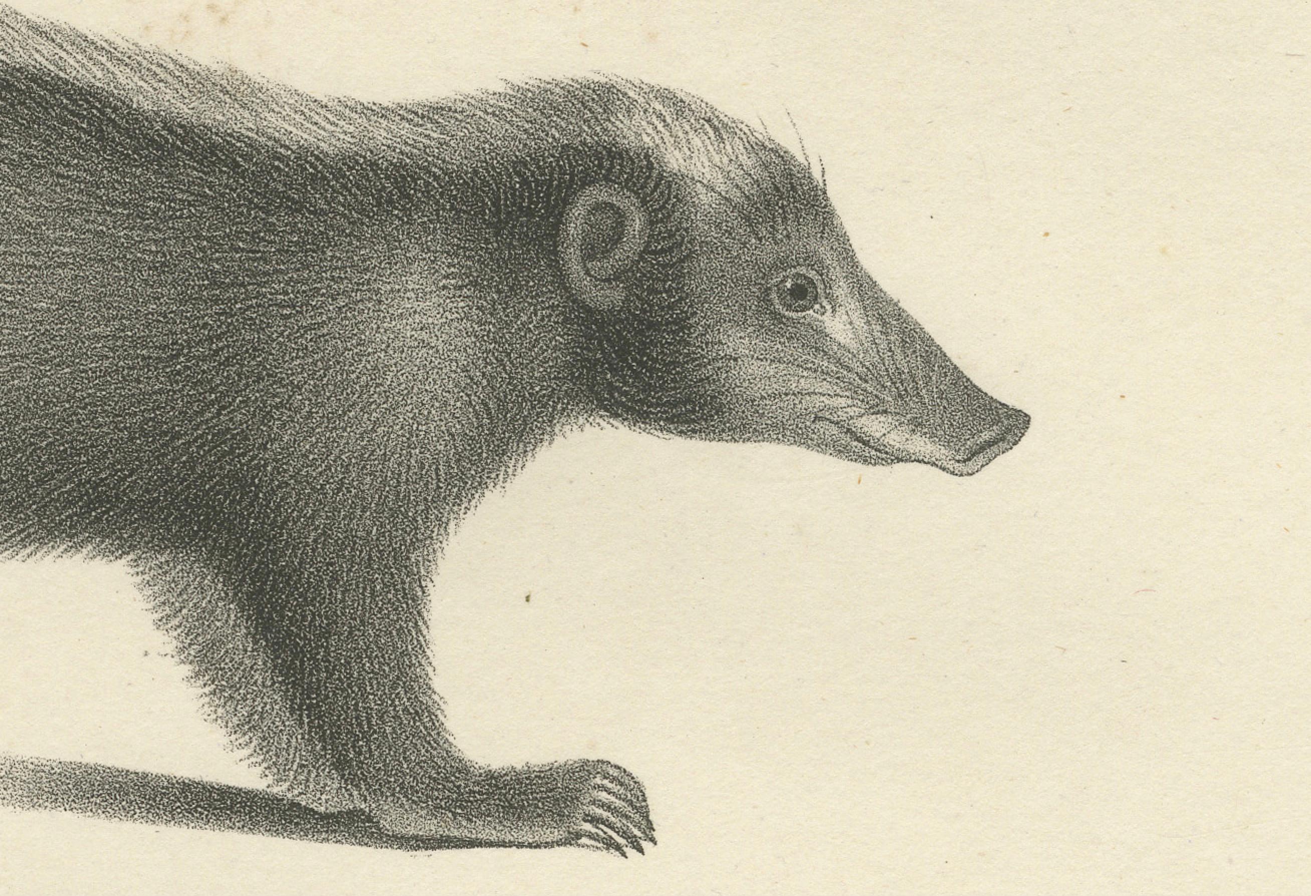 Gravé Lithographie du XIXe siècle représentant un pécari à collier, une mouffette javanaise et un carcajou nordique en vente