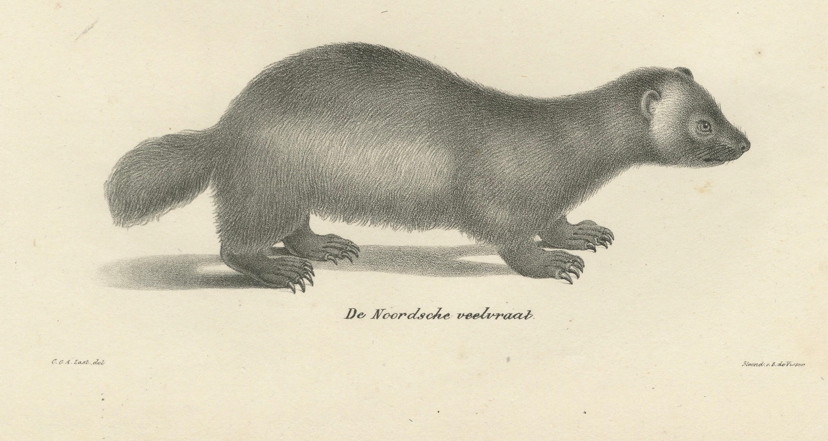 Milieu du XIXe siècle Lithographie du XIXe siècle représentant un pécari à collier, une mouffette javanaise et un carcajou nordique en vente