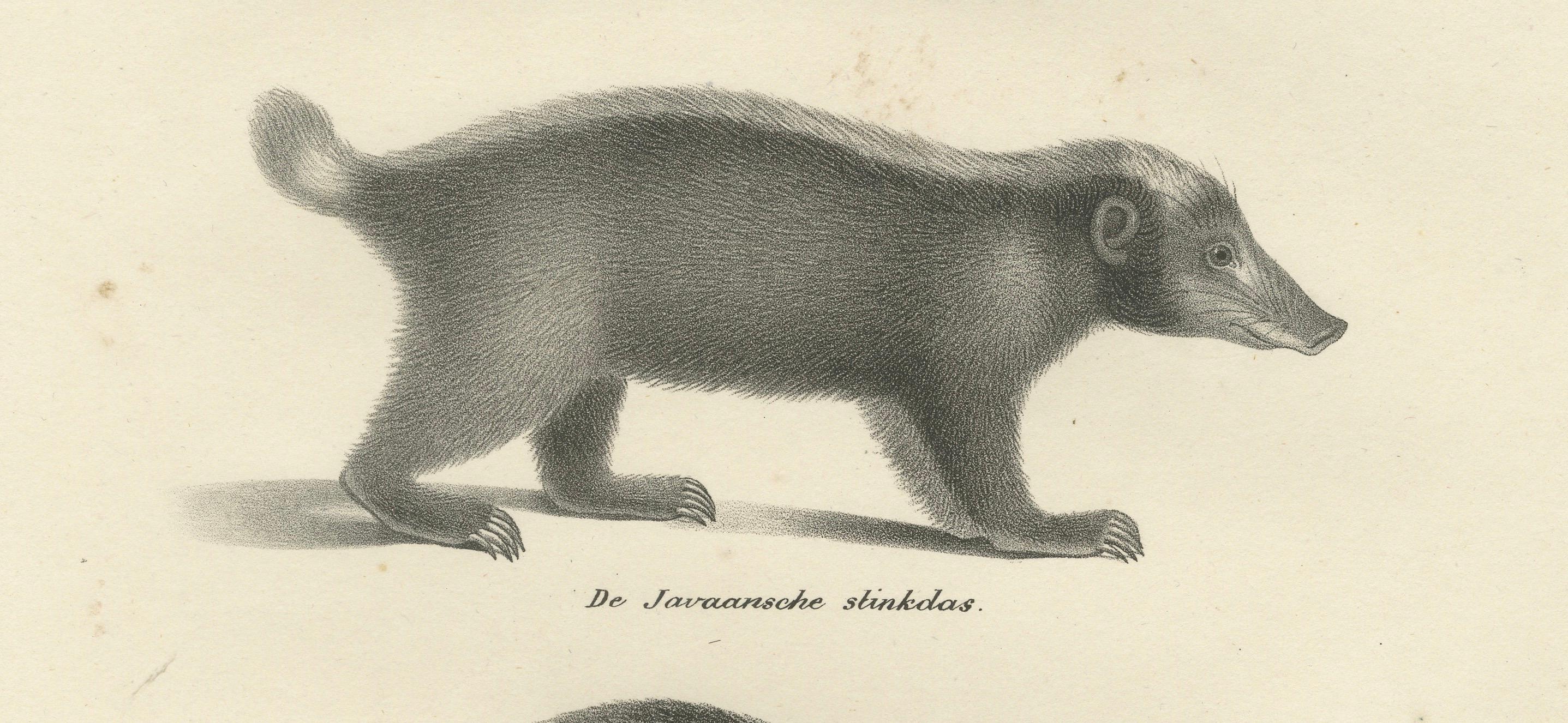 Papier Lithographie du XIXe siècle représentant un pécari à collier, une mouffette javanaise et un carcajou nordique en vente