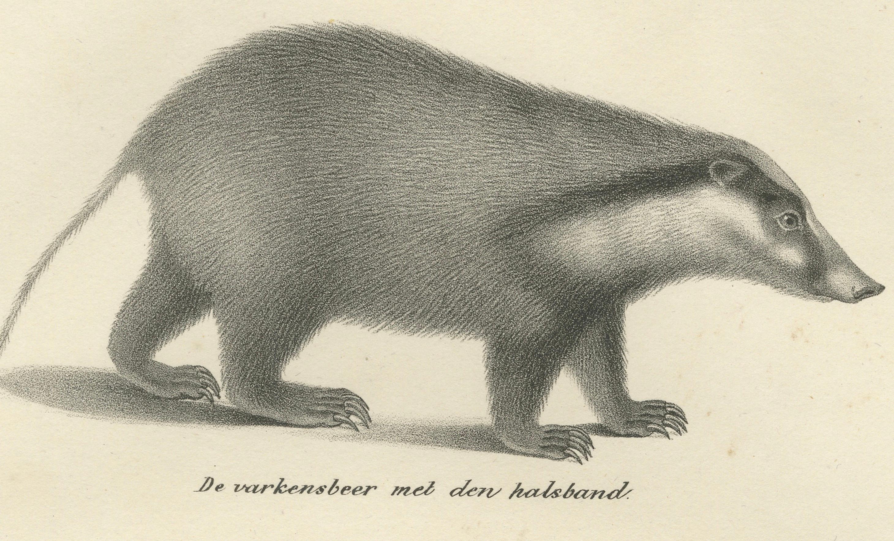 Lithographie du XIXe siècle représentant un pécari à collier, une mouffette javanaise et un carcajou nordique en vente 1