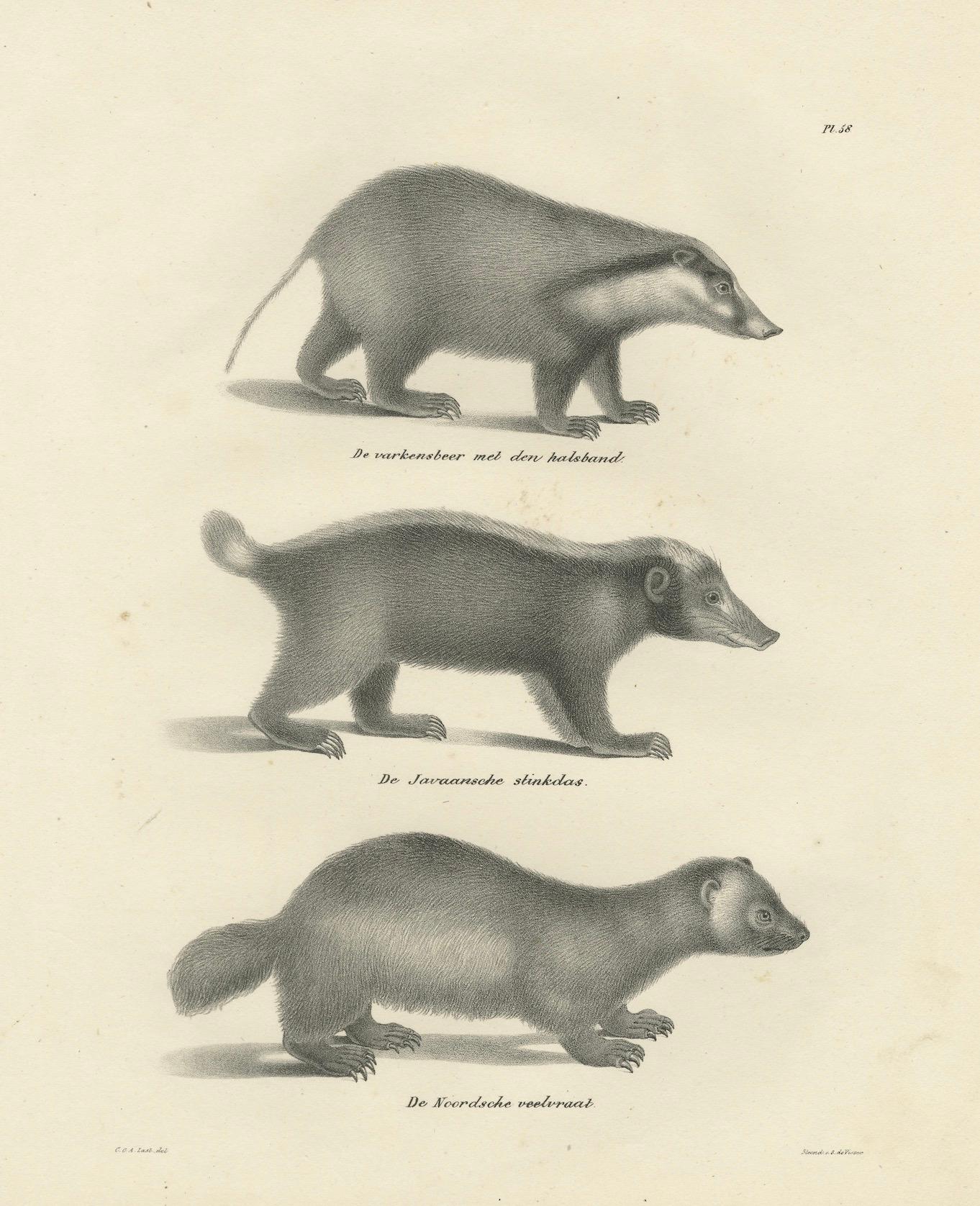 Lithographie du XIXe siècle représentant un pécari à collier, une mouffette javanaise et un carcajou nordique en vente 2