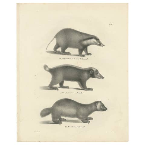 19th-Century Lithograph of Collared Peccary, Javanese Skunk and Nordic Wolverine