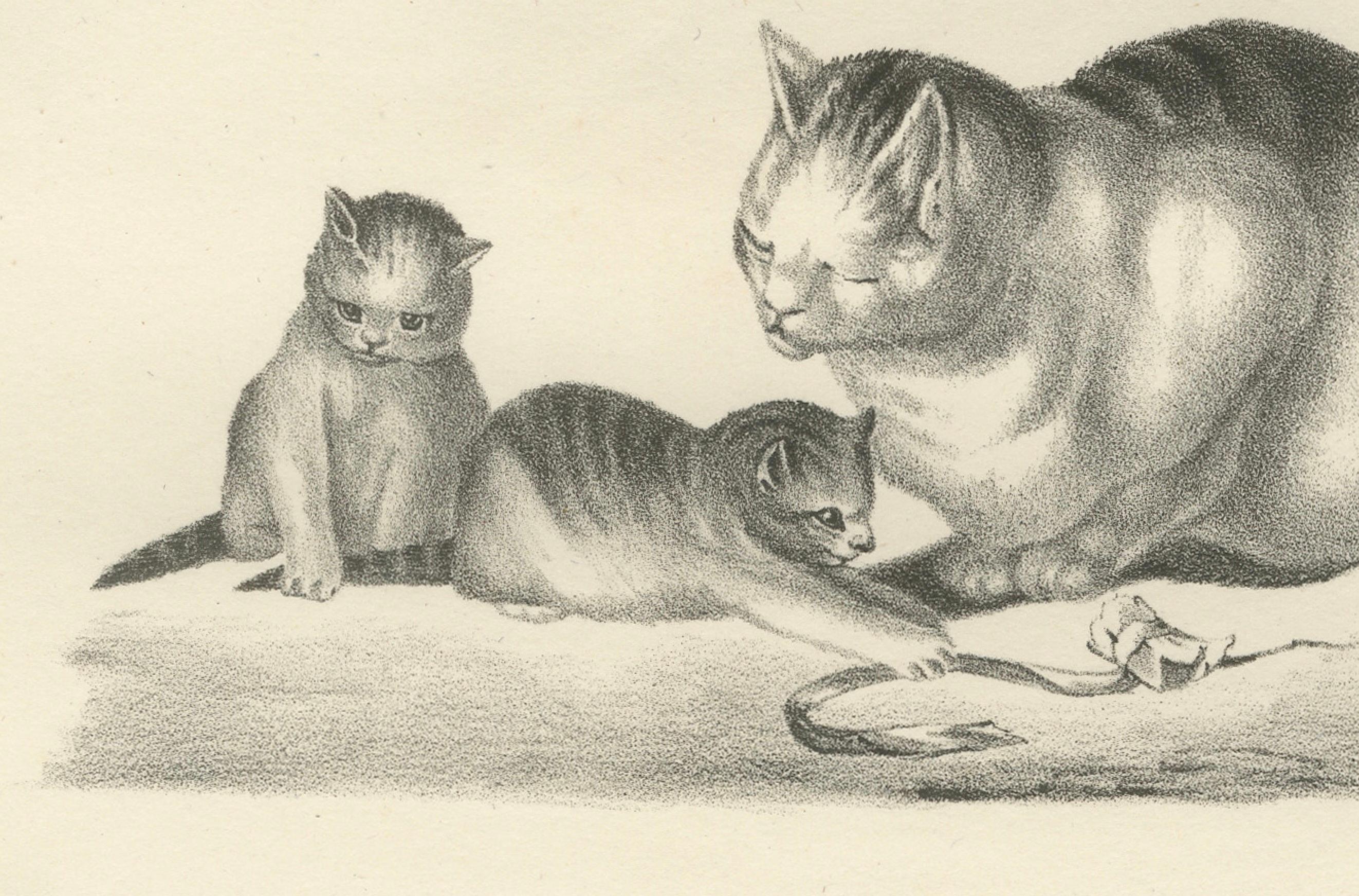 Lithographie du XIXe siècle représentant des chats domestiques dans des scènes de jeu et de soins  

---

Description :  
Cette charmante lithographie du XIXe siècle présente une délicieuse étude du chat domestique (Felis catus), intitulée 