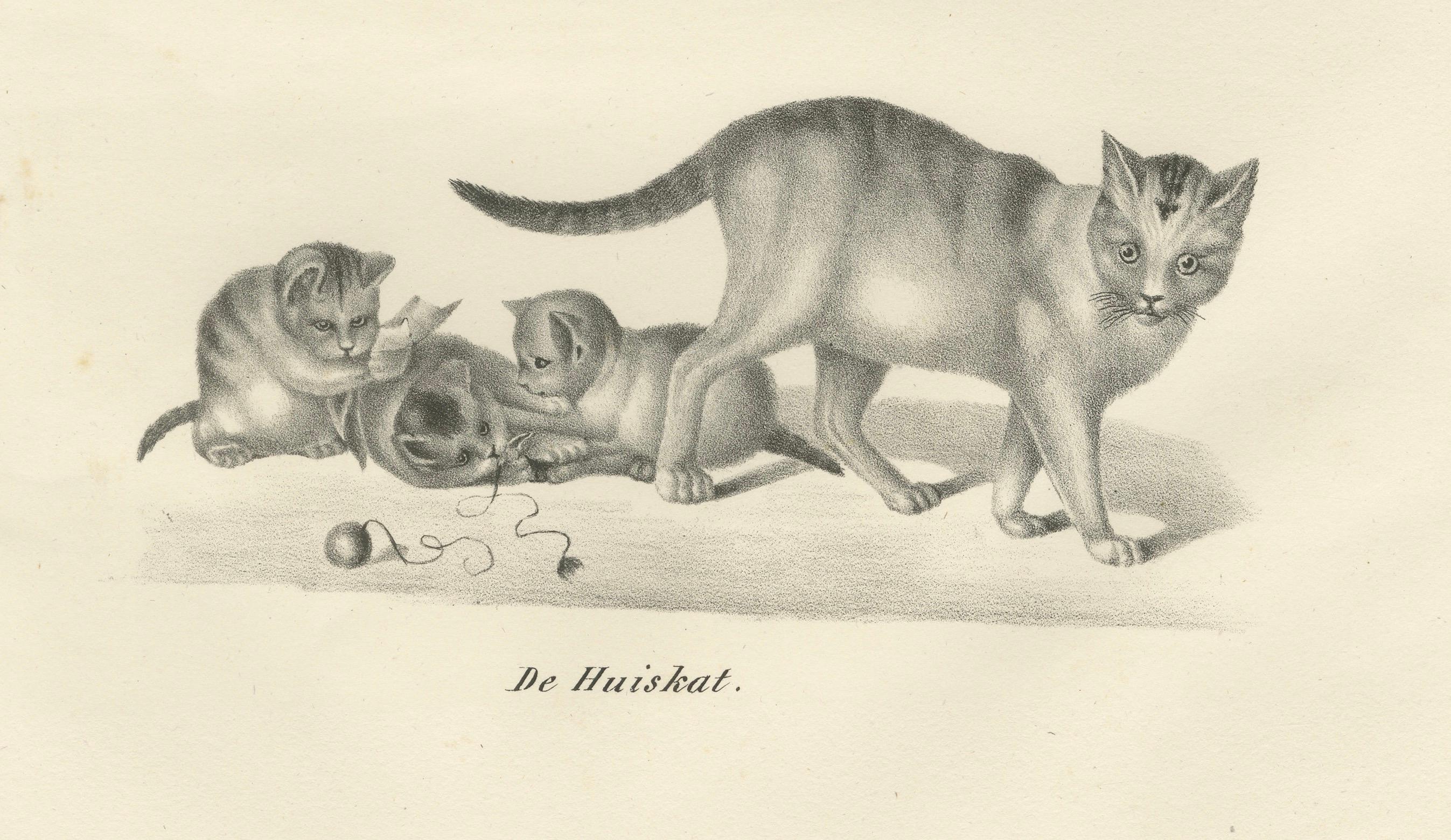 Lithographie du XIXe siècle représentant des chats domestiques dans des scènes de jeu et de soins Bon état - En vente à Langweer, NL
