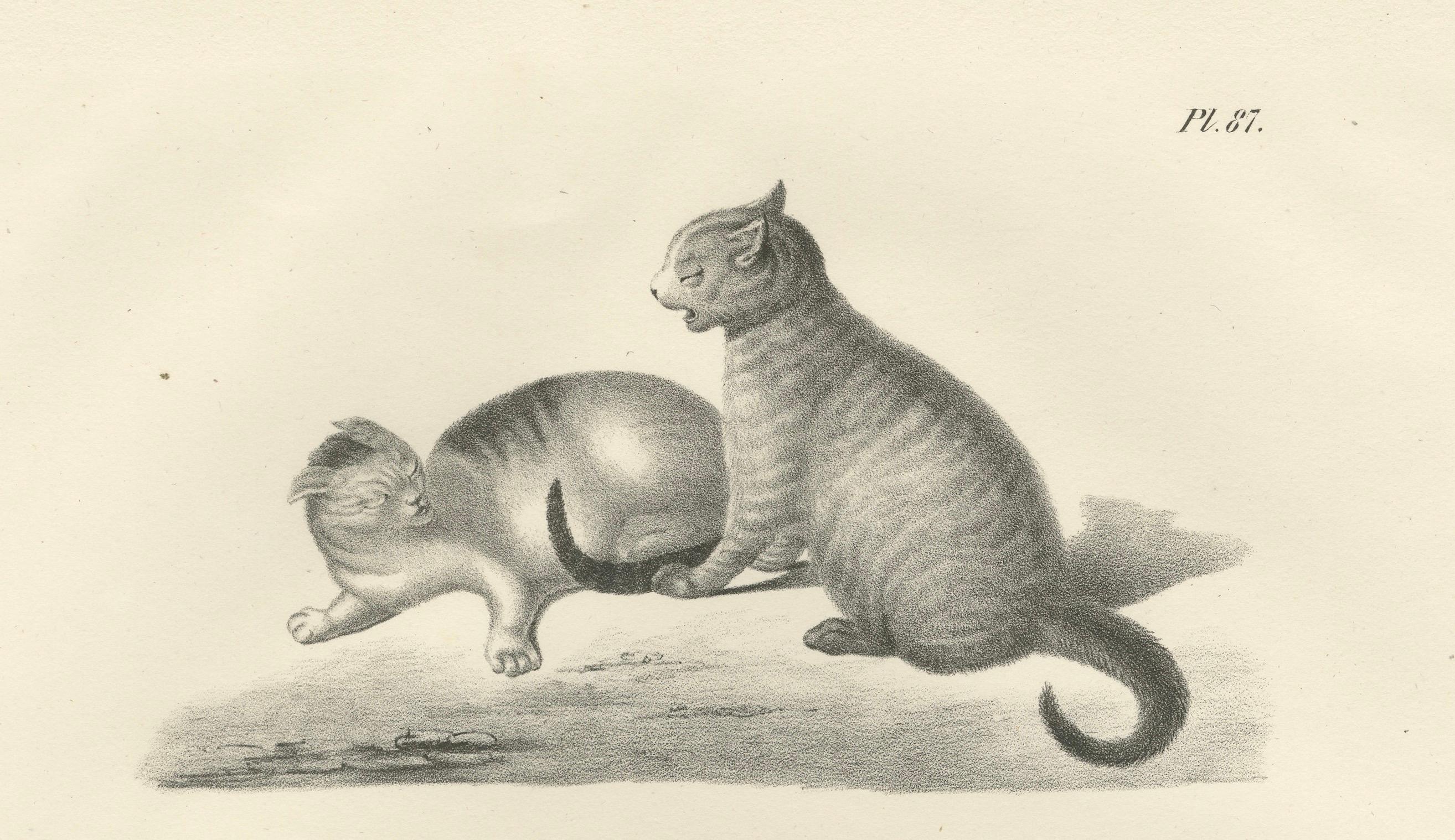 Papier Lithographie du XIXe siècle représentant des chats domestiques dans des scènes de jeu et de soins en vente