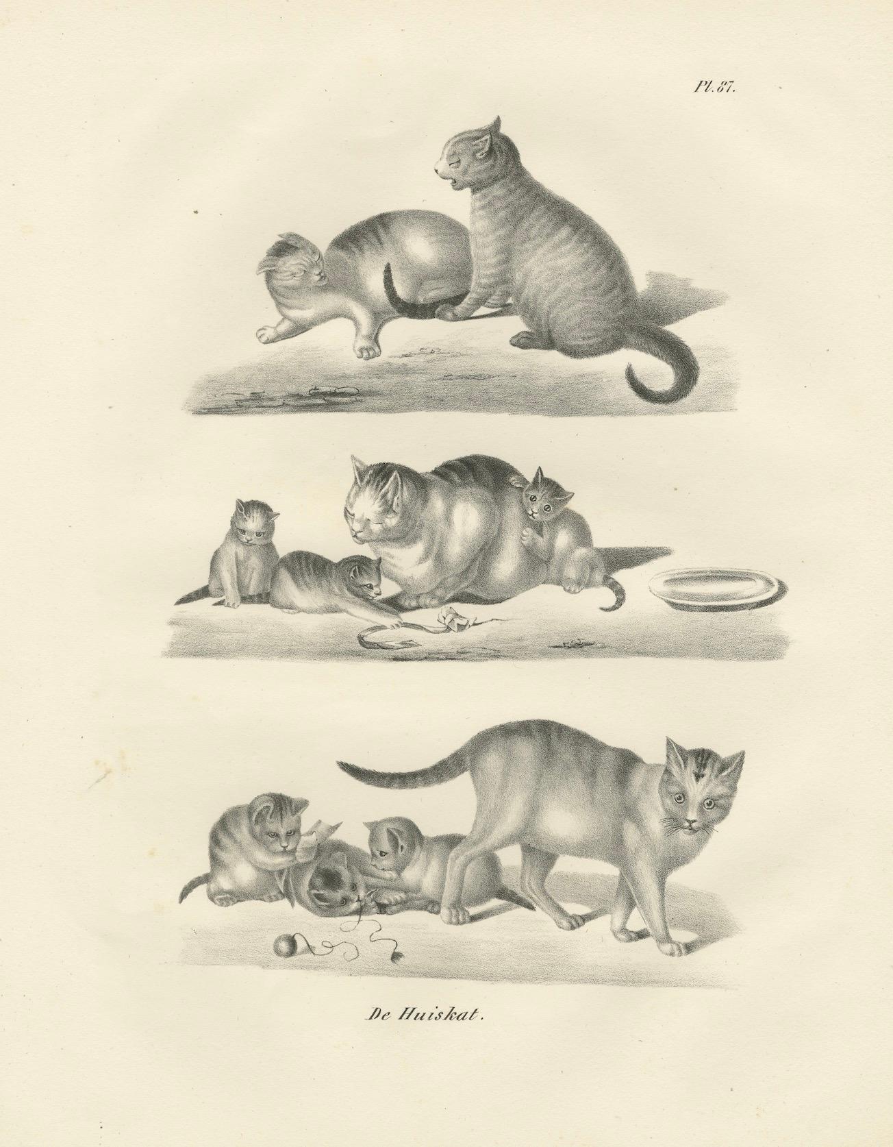 Lithographie du XIXe siècle représentant des chats domestiques dans des scènes de jeu et de soins en vente 1