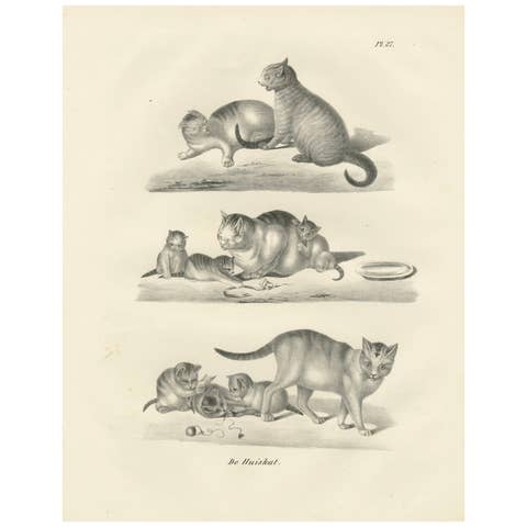 19th-Century Lithograph of Domestic Cats in Playful and Nurturing Scenes
