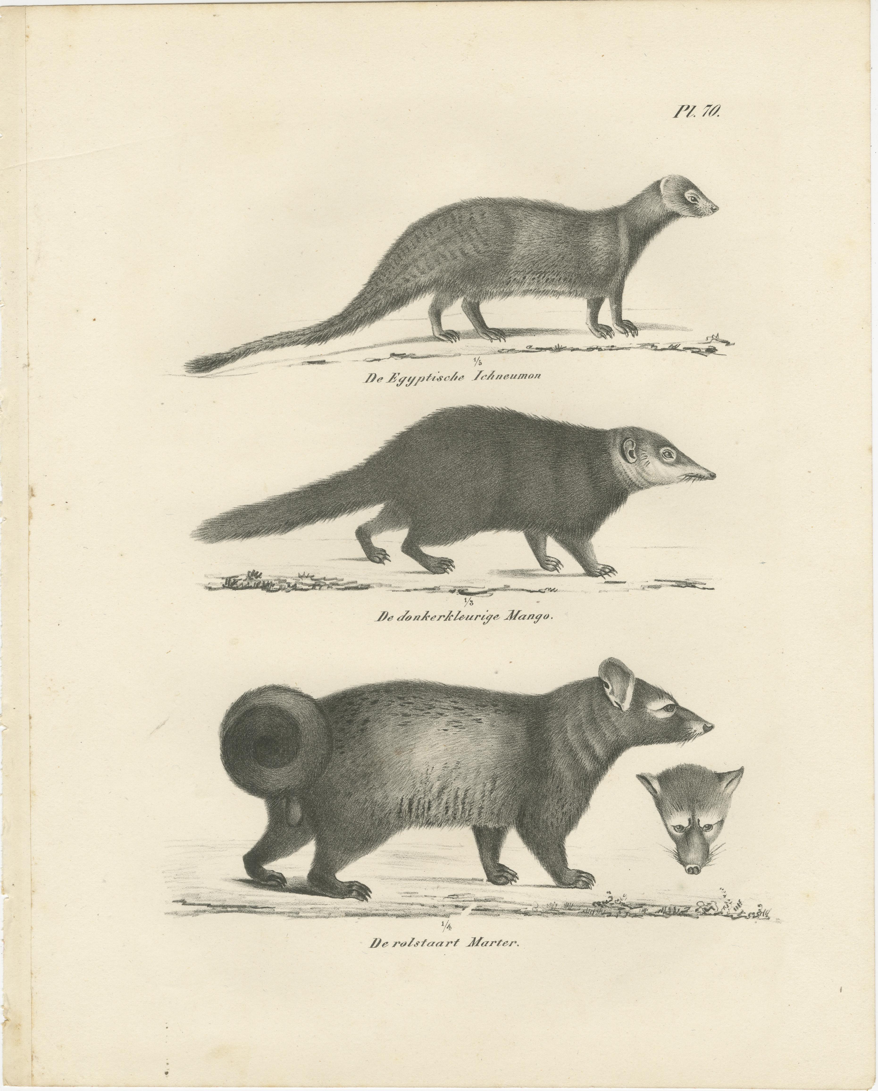 Lithographie du XIXe siècle représentant la mangouste égyptienne, la mangouste noire et la martre à queue annulaire  

Cette exceptionnelle lithographie du XIXe siècle présente trois membres uniques des familles des mustélidés et des herpestidés :