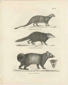 19th-Century Lithograph of Egyptian Mongoose, Dark Mongoose, and Ringtail Marten