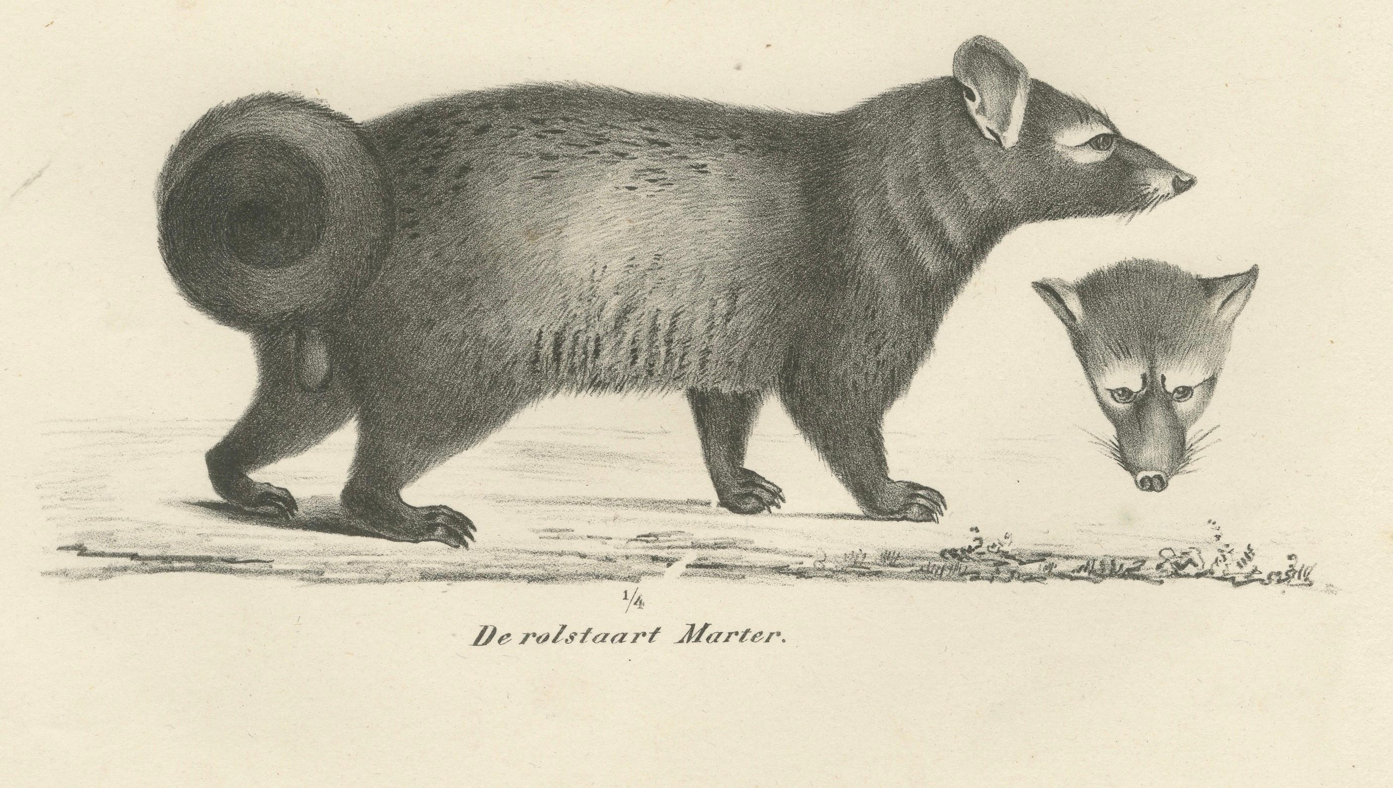 Papier Lithographie du XIXe siècle représentant la mangouste égyptienne, la mangouste noire et la martre à queue annulaire en vente