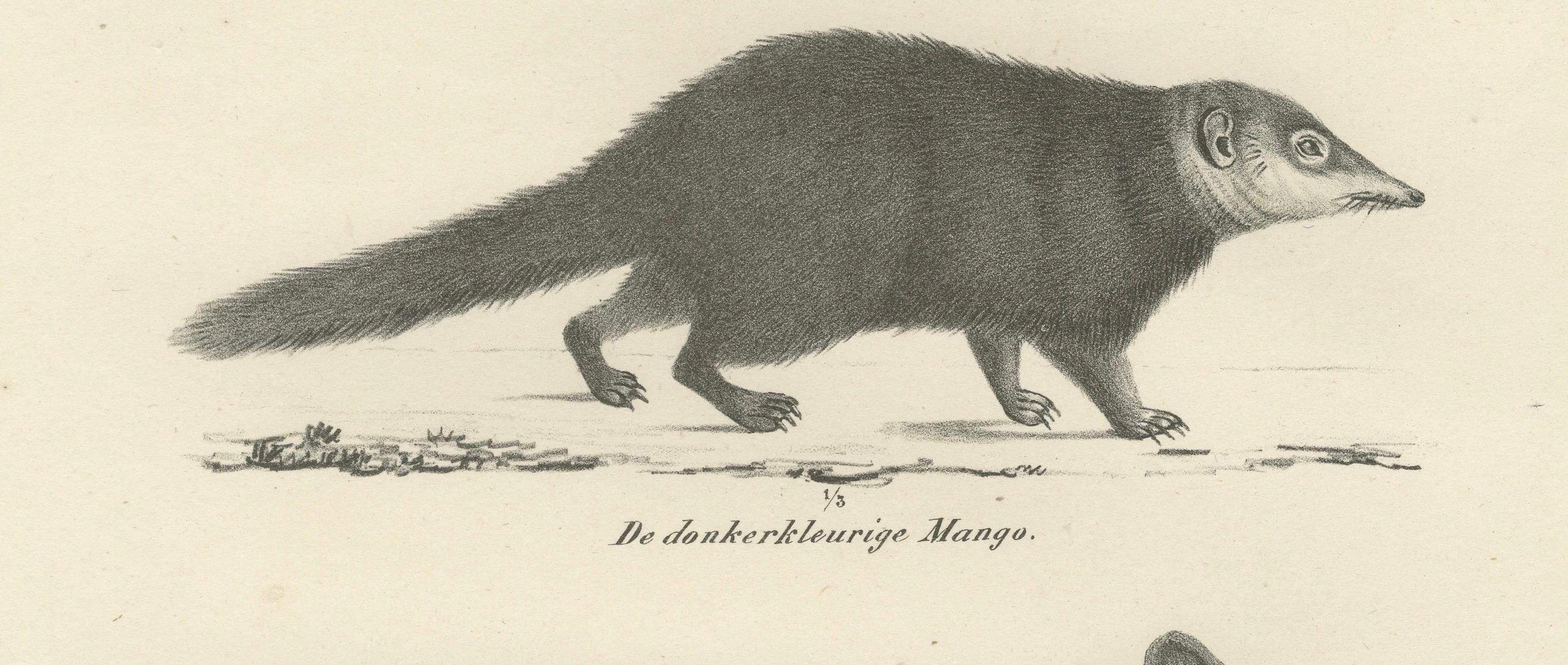 Lithographie du XIXe siècle représentant la mangouste égyptienne, la mangouste noire et la martre à queue annulaire en vente 1
