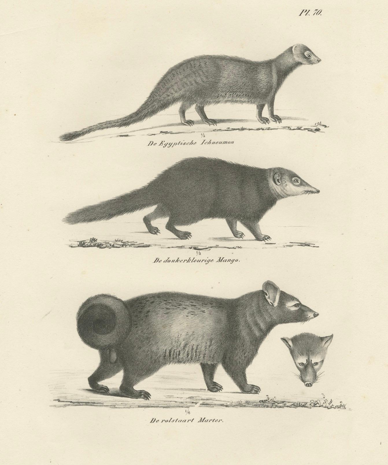Lithographie du XIXe siècle représentant la mangouste égyptienne, la mangouste noire et la martre à queue annulaire en vente 3