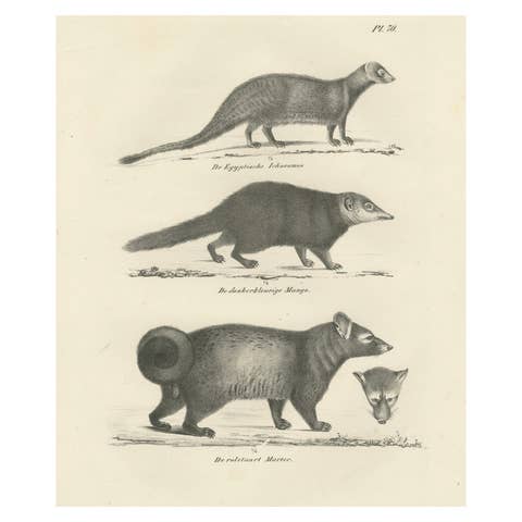 19th-Century Lithograph of Egyptian Mongoose, Dark Mongoose, and Ringtail Marten