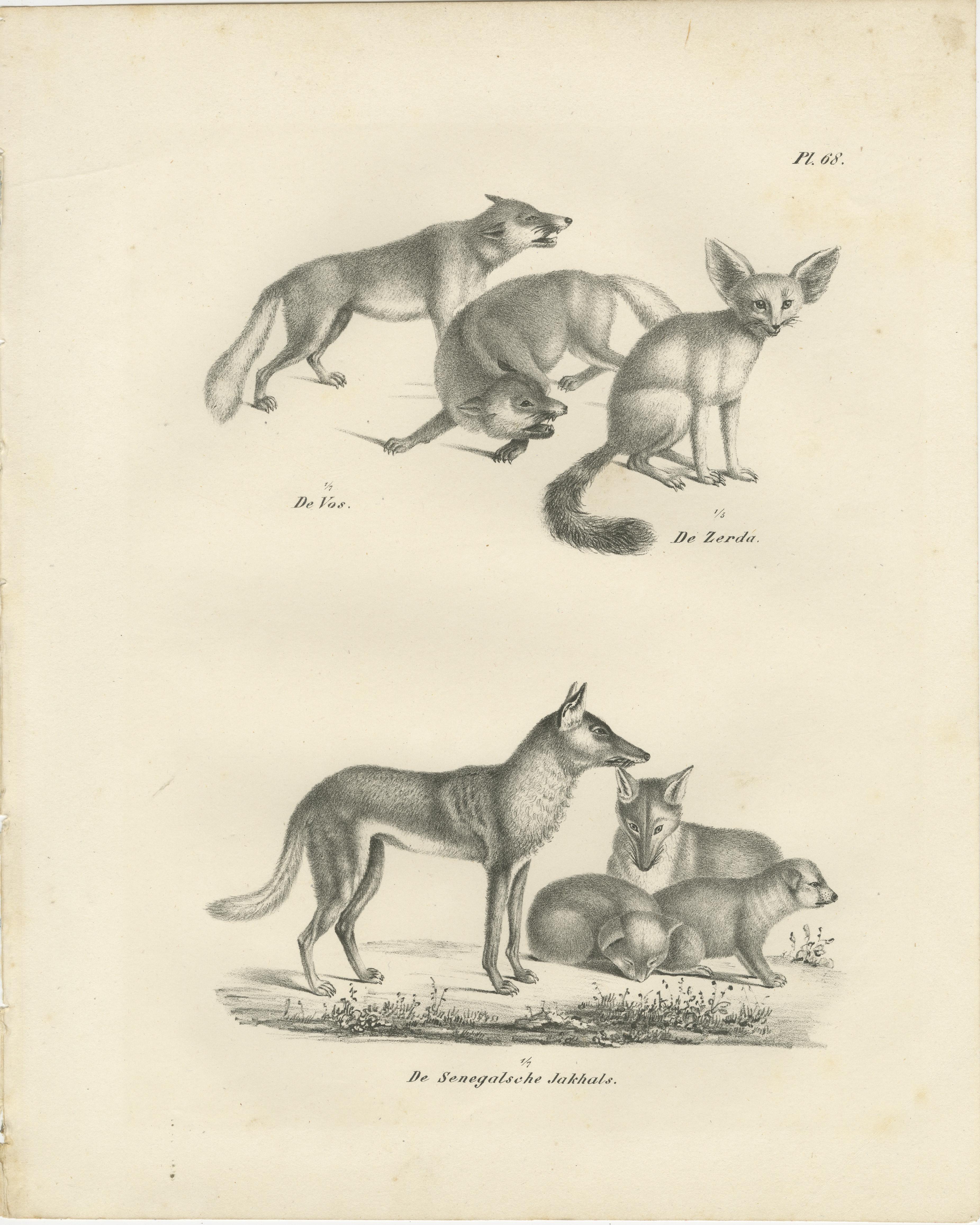 Lithographie von Fuchsen, Fennec-Fuchs und Senegal-Jacke in Wildleder aus dem 19. Jahrhundert  

Beschreibung:Diese faszinierende Lithografie aus dem 19. Jahrhundert zeigt drei verschiedene Canidenarten: den Rotfuchs (De vos), den Fennec-Fuchs (De