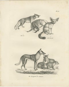19th-Century Lithograph of Foxes, Fennec Fox, and Senegal Jackal in the Wild