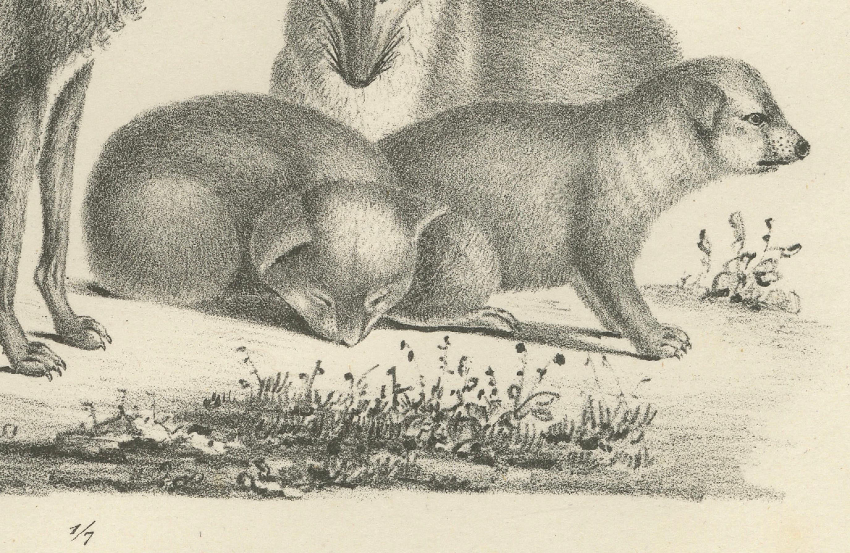 Lithographie von Fuchsen, Fennec-Fuchs und Senegal-Jacke in Wildleder aus dem 19. Jahrhundert (Graviert) im Angebot