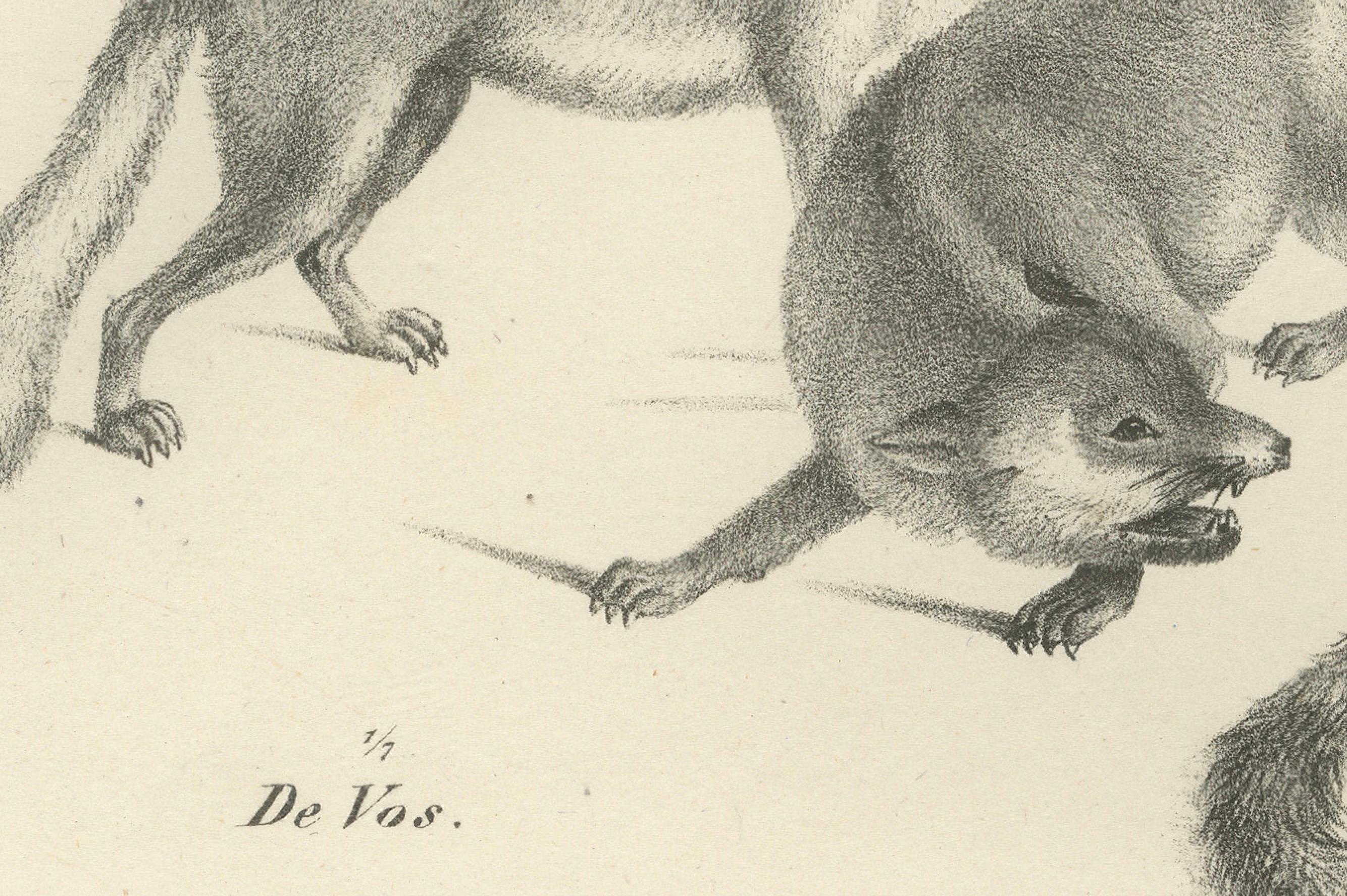 Lithographie von Fuchsen, Fennec-Fuchs und Senegal-Jacke in Wildleder aus dem 19. Jahrhundert (Mittleres 19. Jahrhundert) im Angebot