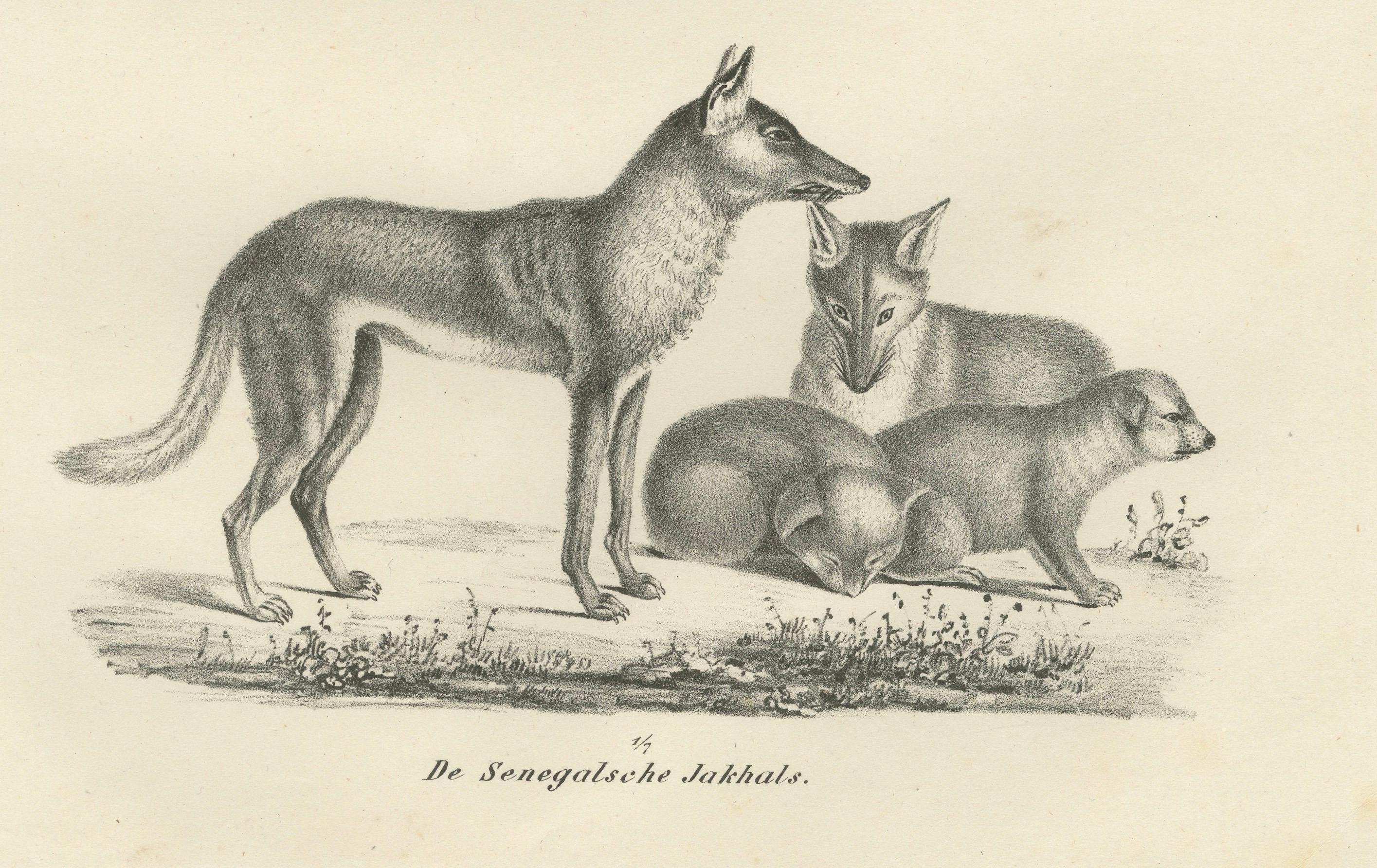 Lithographie von Fuchsen, Fennec-Fuchs und Senegal-Jacke in Wildleder aus dem 19. Jahrhundert im Angebot 1