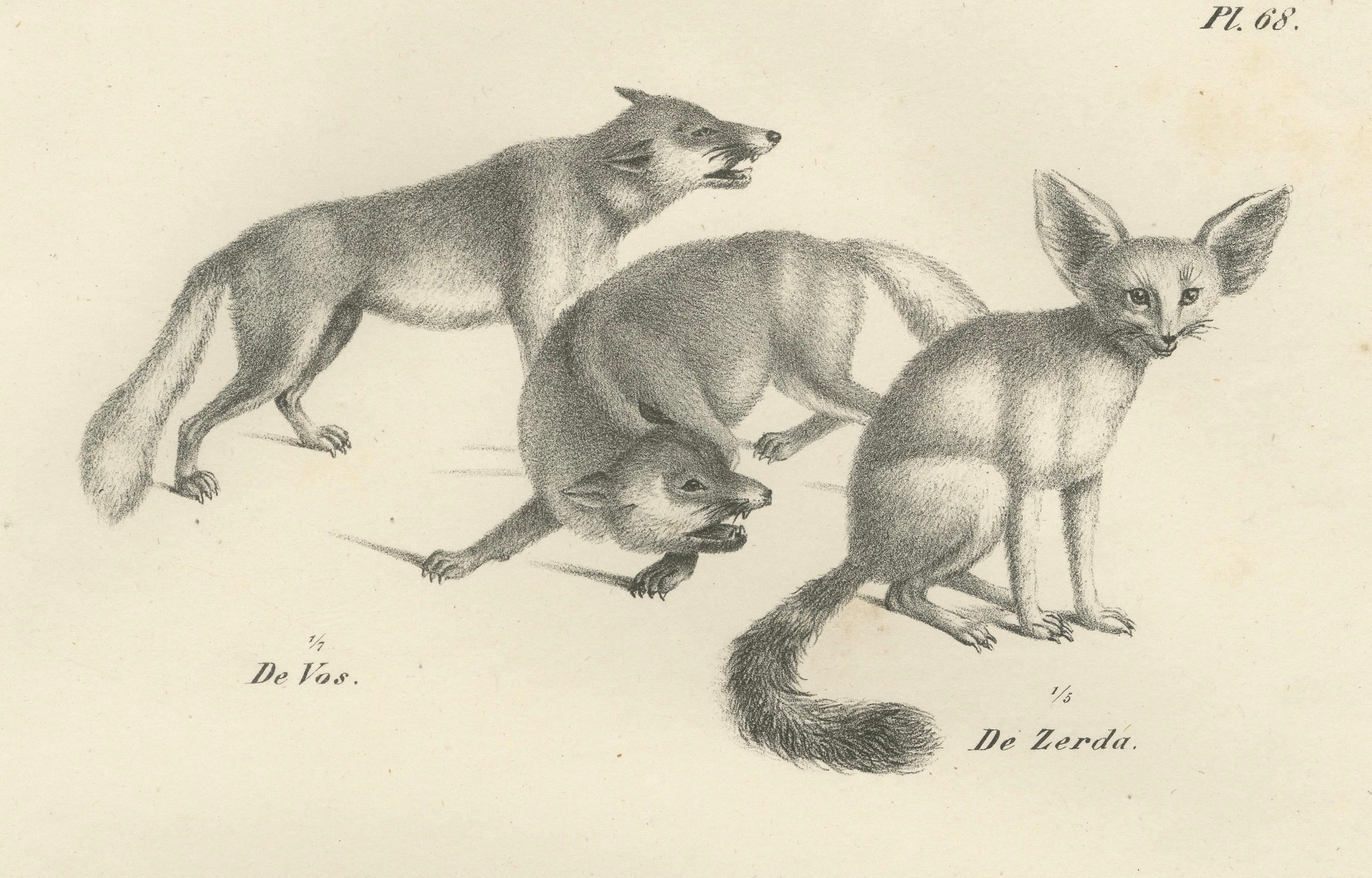 Lithographie von Fuchsen, Fennec-Fuchs und Senegal-Jacke in Wildleder aus dem 19. Jahrhundert im Angebot 2