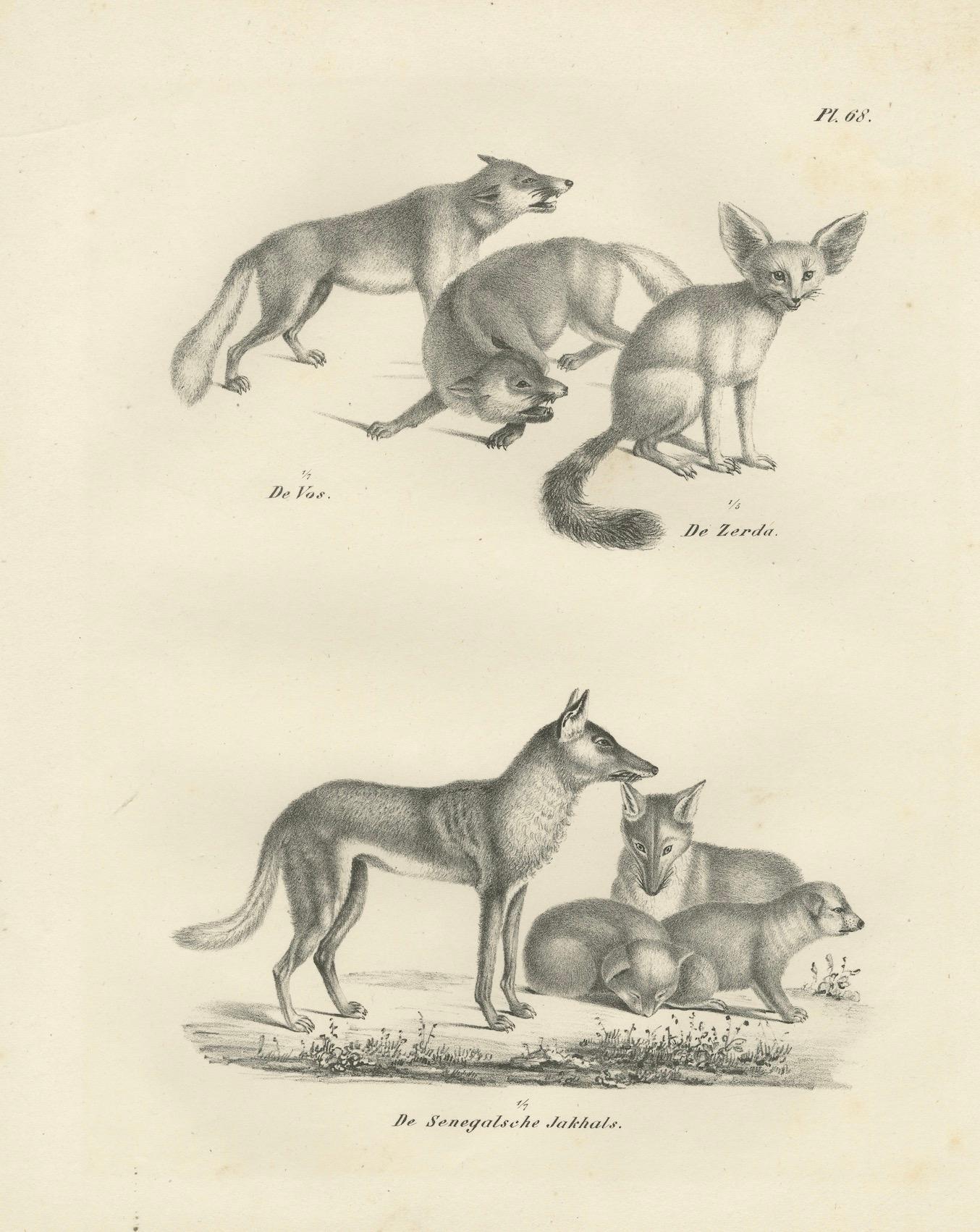Lithographie von Fuchsen, Fennec-Fuchs und Senegal-Jacke in Wildleder aus dem 19. Jahrhundert im Angebot 3