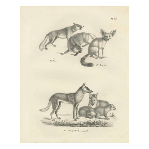 19th-Century Lithograph of Foxes, Fennec Fox, and Senegal Jackal in the Wild