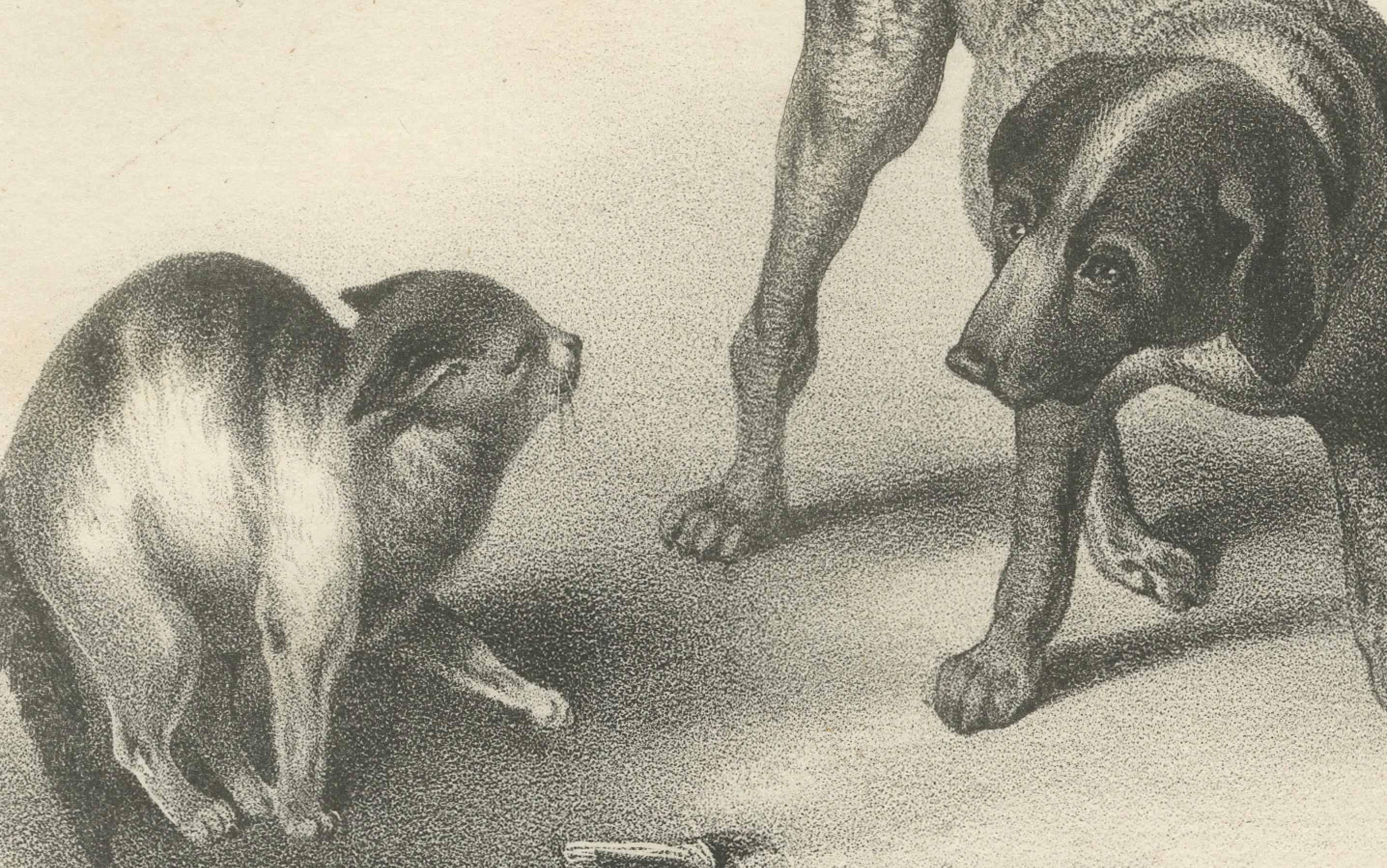 Lithographie du 19e siècle représentant des chiens de chasse et des teckels en compagnie de chats  

Cette charmante lithographie du XIXe siècle présente une représentation vivante de chiens interagissant avec des chats. Elle met en scène le Bracke