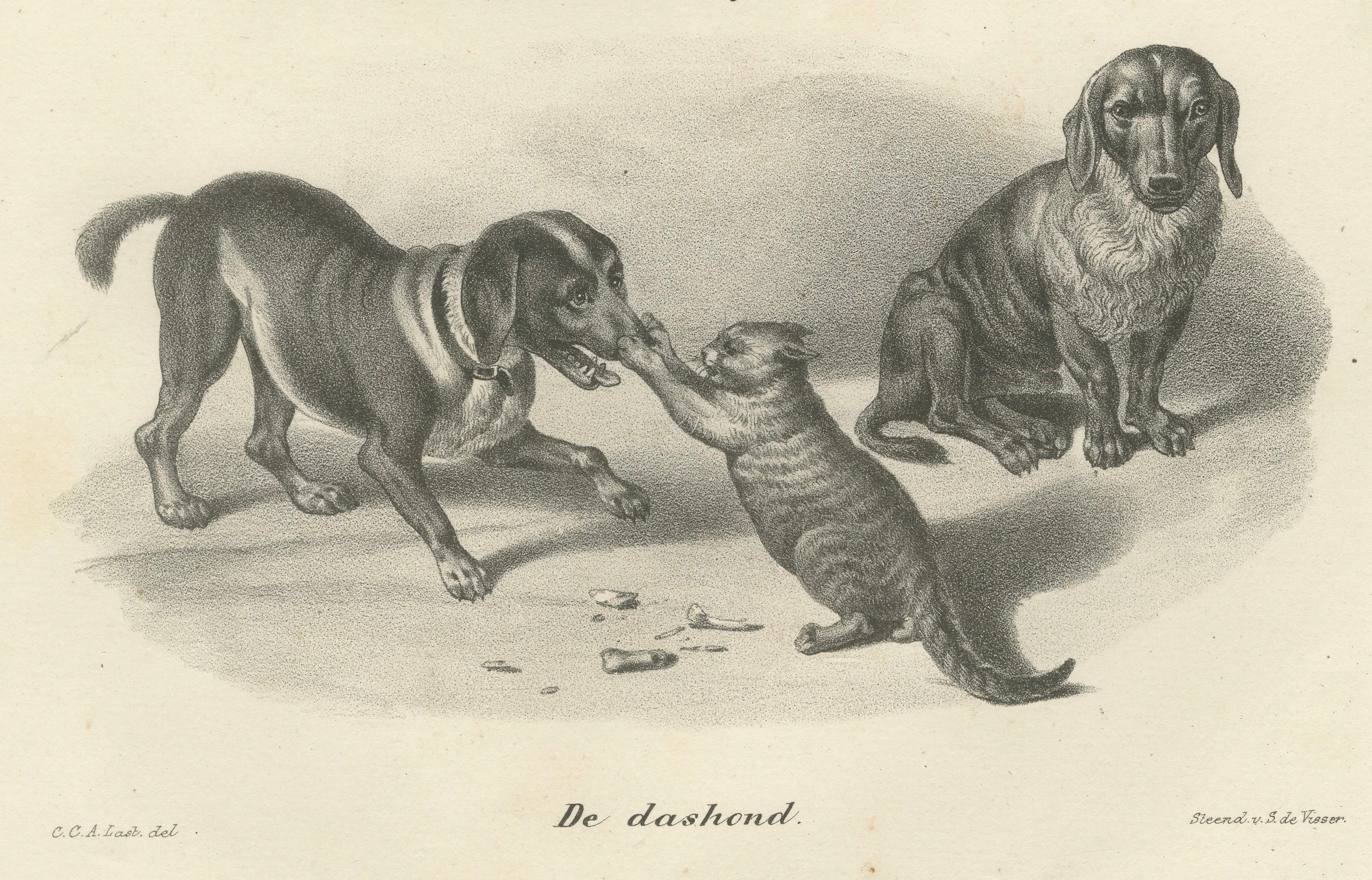 Milieu du XIXe siècle Lithographie du 19e siècle représentant des chiens de chasse et des teckels en compagnie de chats en vente