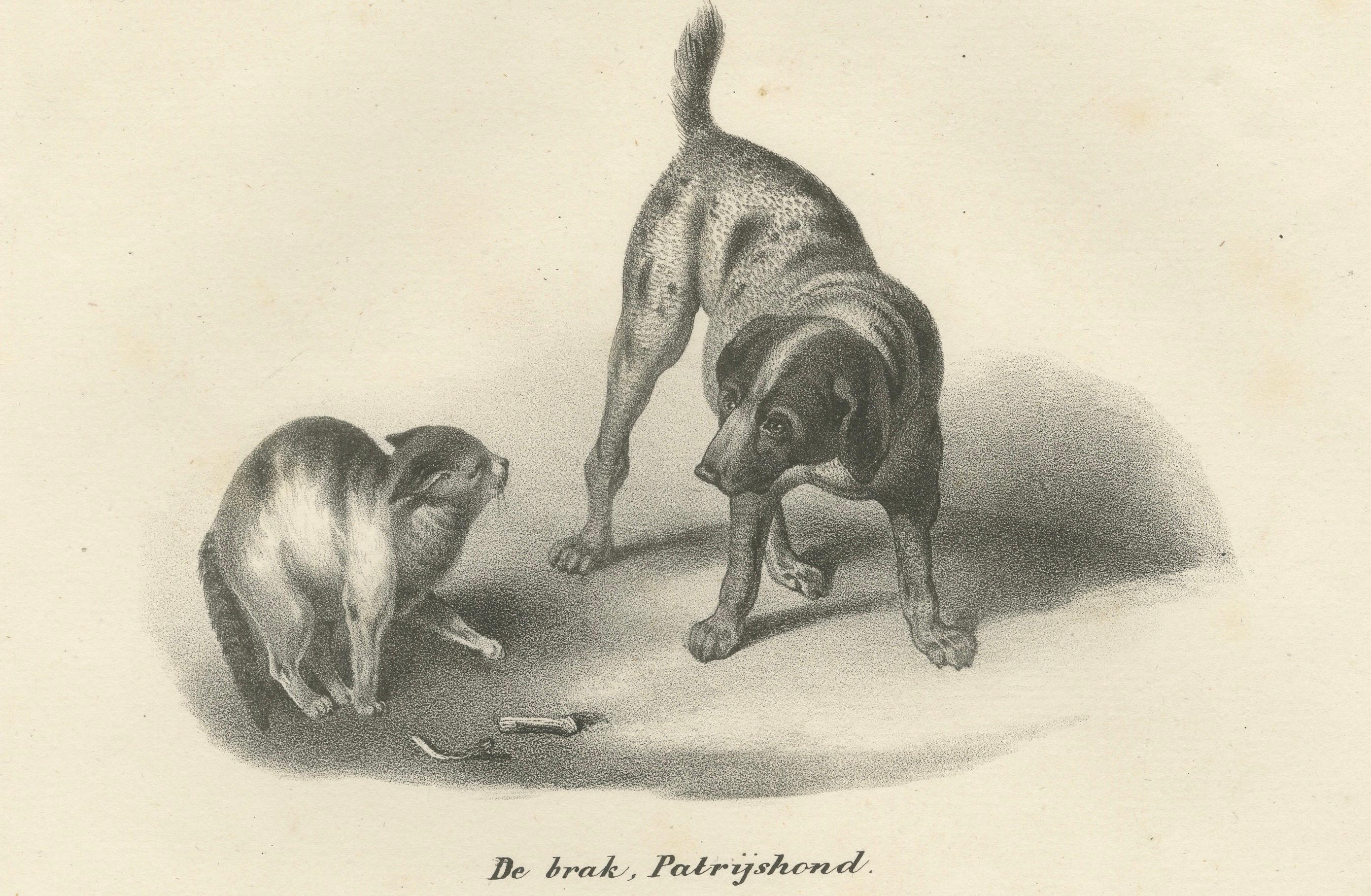 Papier Lithographie du 19e siècle représentant des chiens de chasse et des teckels en compagnie de chats en vente
