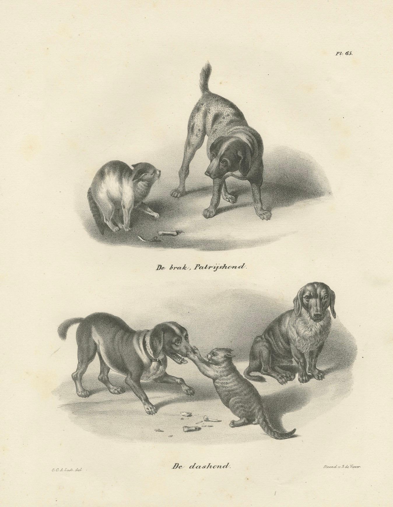 Lithographie du 19e siècle représentant des chiens de chasse et des teckels en compagnie de chats en vente 1