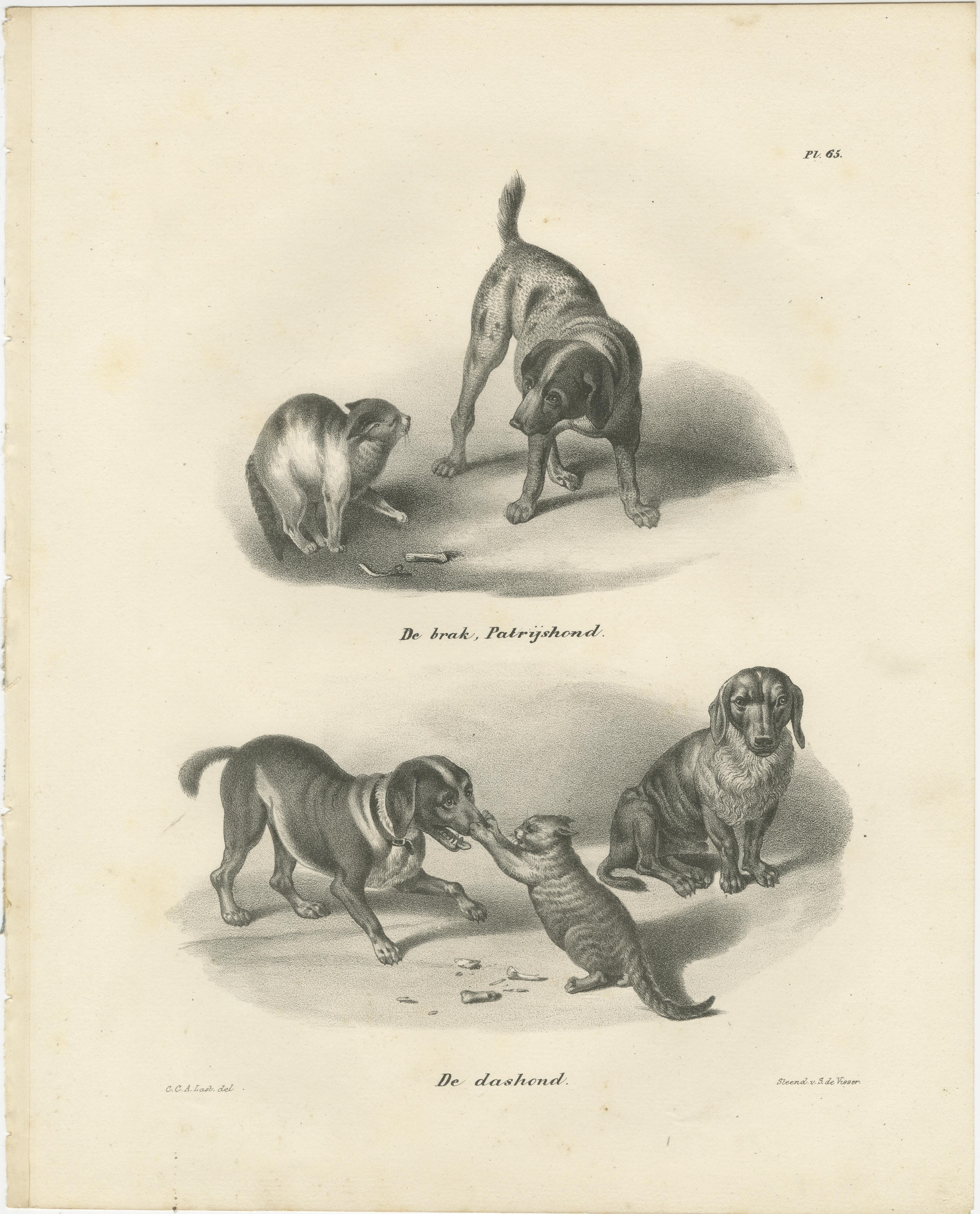 Lithographie du 19e siècle représentant des chiens de chasse et des teckels en compagnie de chats en vente 2