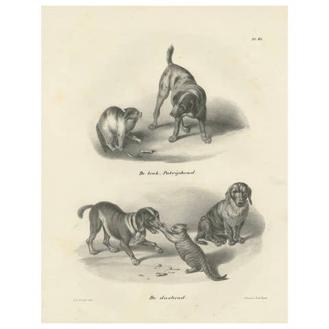 19th-Century Lithograph of Hunting Dogs and Dachshunds Interacting with Cats