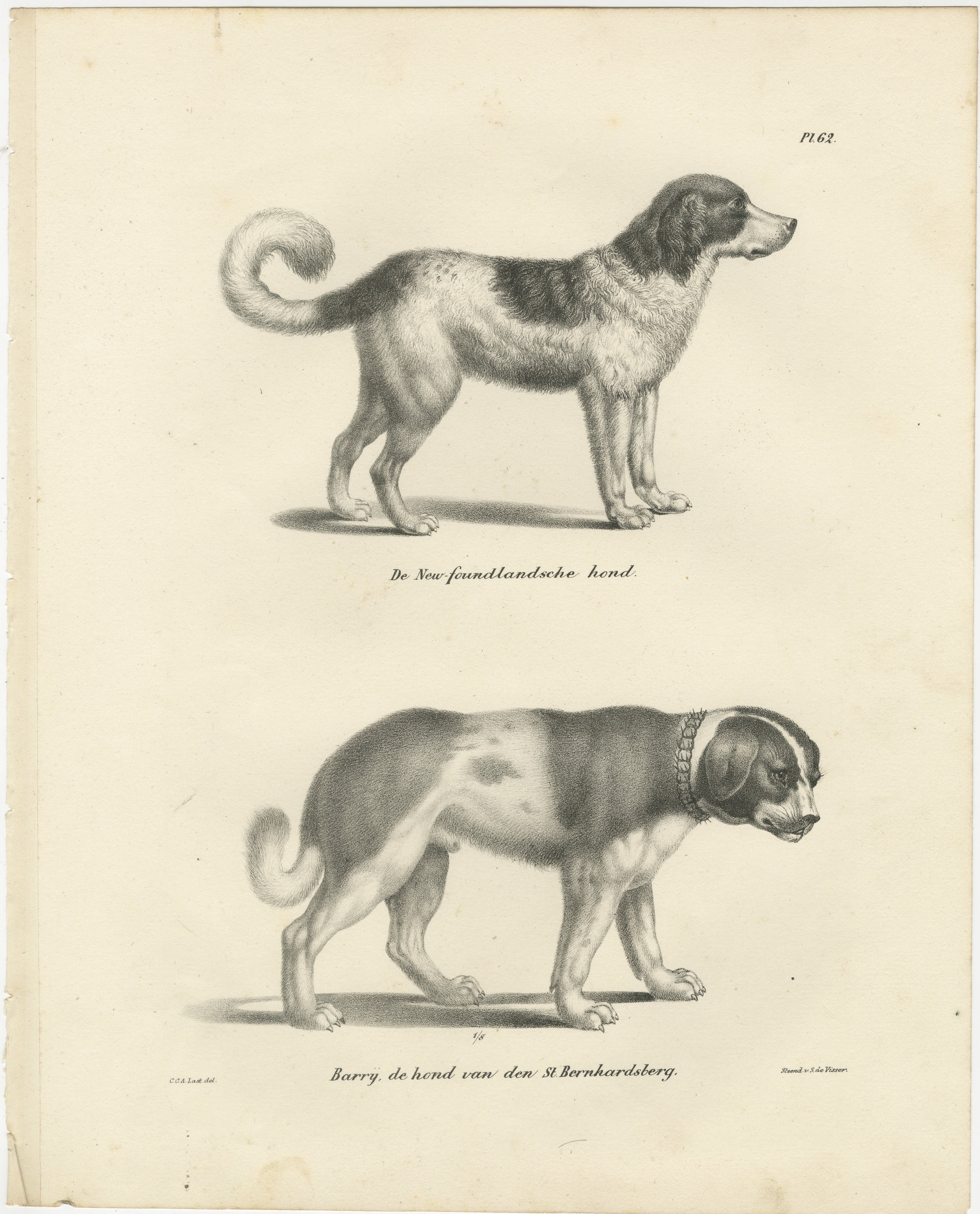 Lithographie von Newfoundland und St. Bernard Rescue Dog Barry aus dem 19. Jahrhundert  

Diese detailreiche Lithografie aus dem 19. Jahrhundert zeigt zwei berühmte Hunderassen: den Neufundländer (De Newfoundlandische hond) und Barry, den legendären