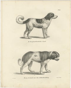 19th-Century Lithograph of Newfoundland and St. Bernard Rescue Dog Barry