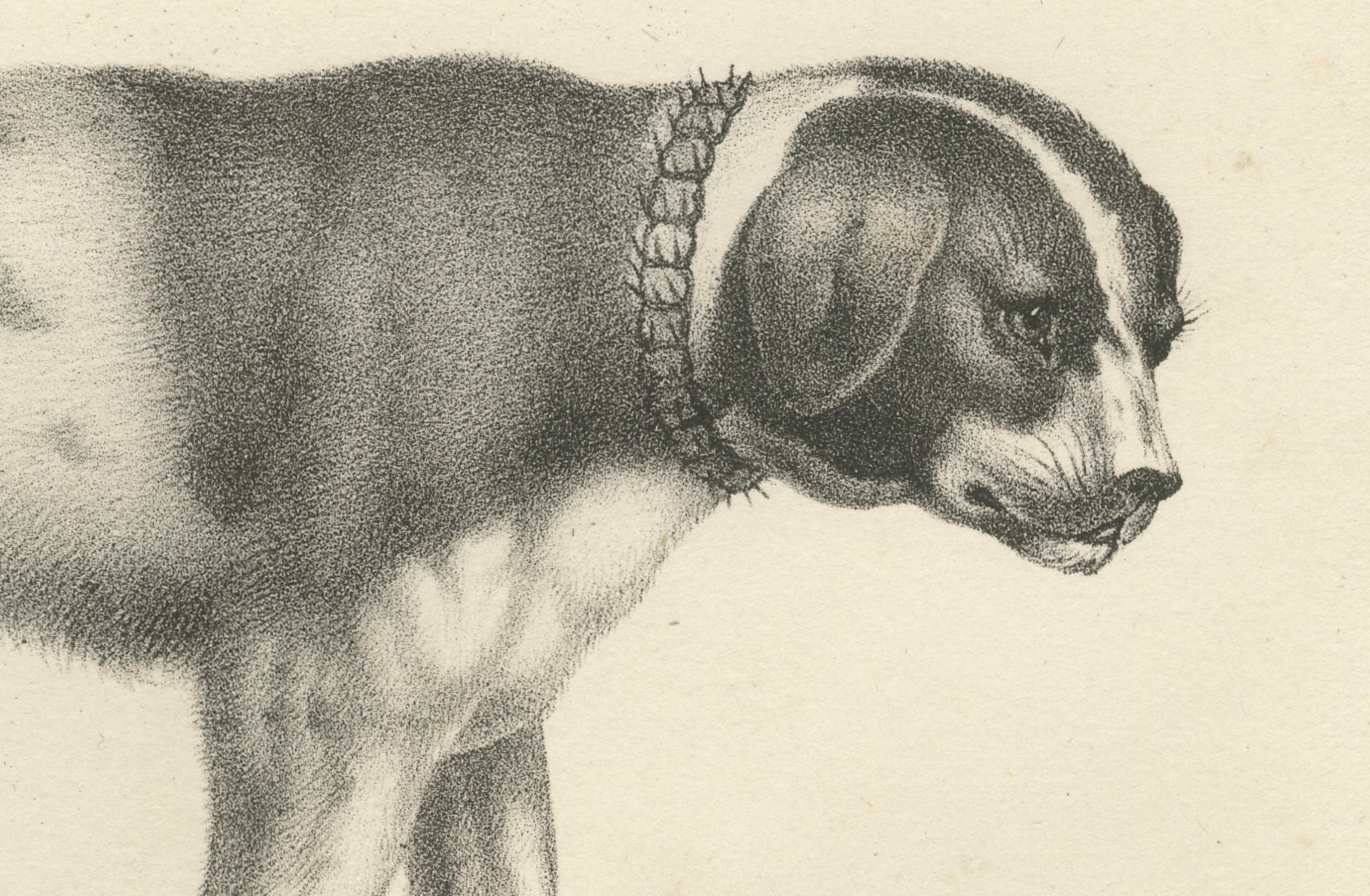 Lithographie von Newfoundland und St. Bernard Rescue Dog Barry aus dem 19. Jahrhundert (Graviert) im Angebot